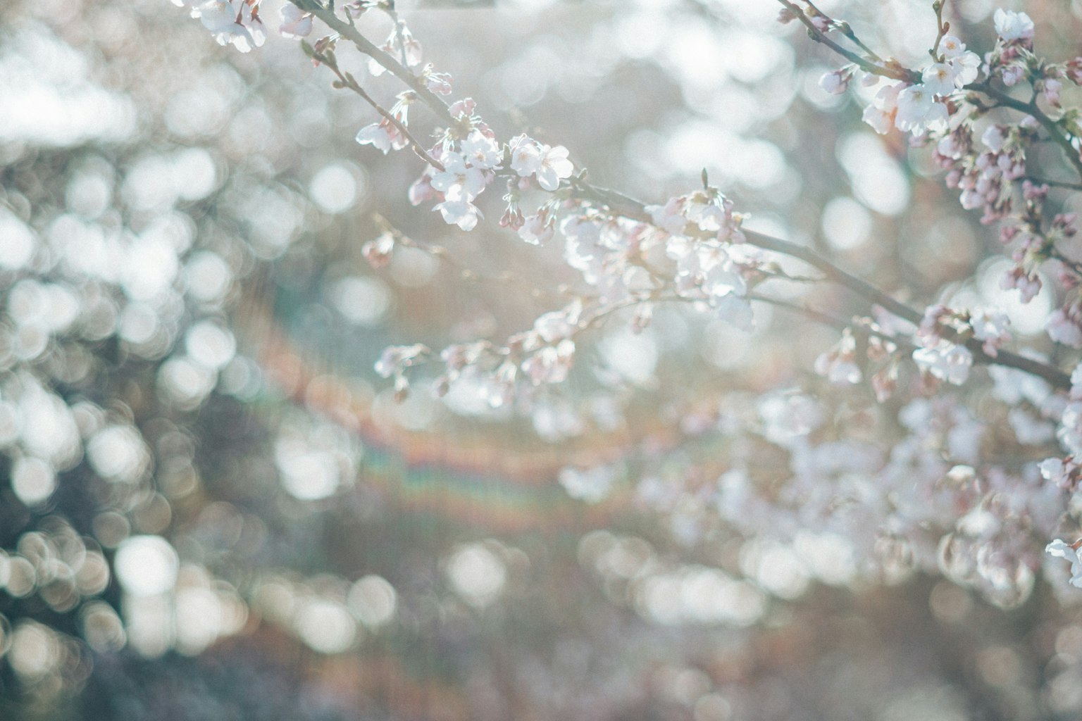 ภาพดอกซากุระที่มีพื้นหลังเบลอ