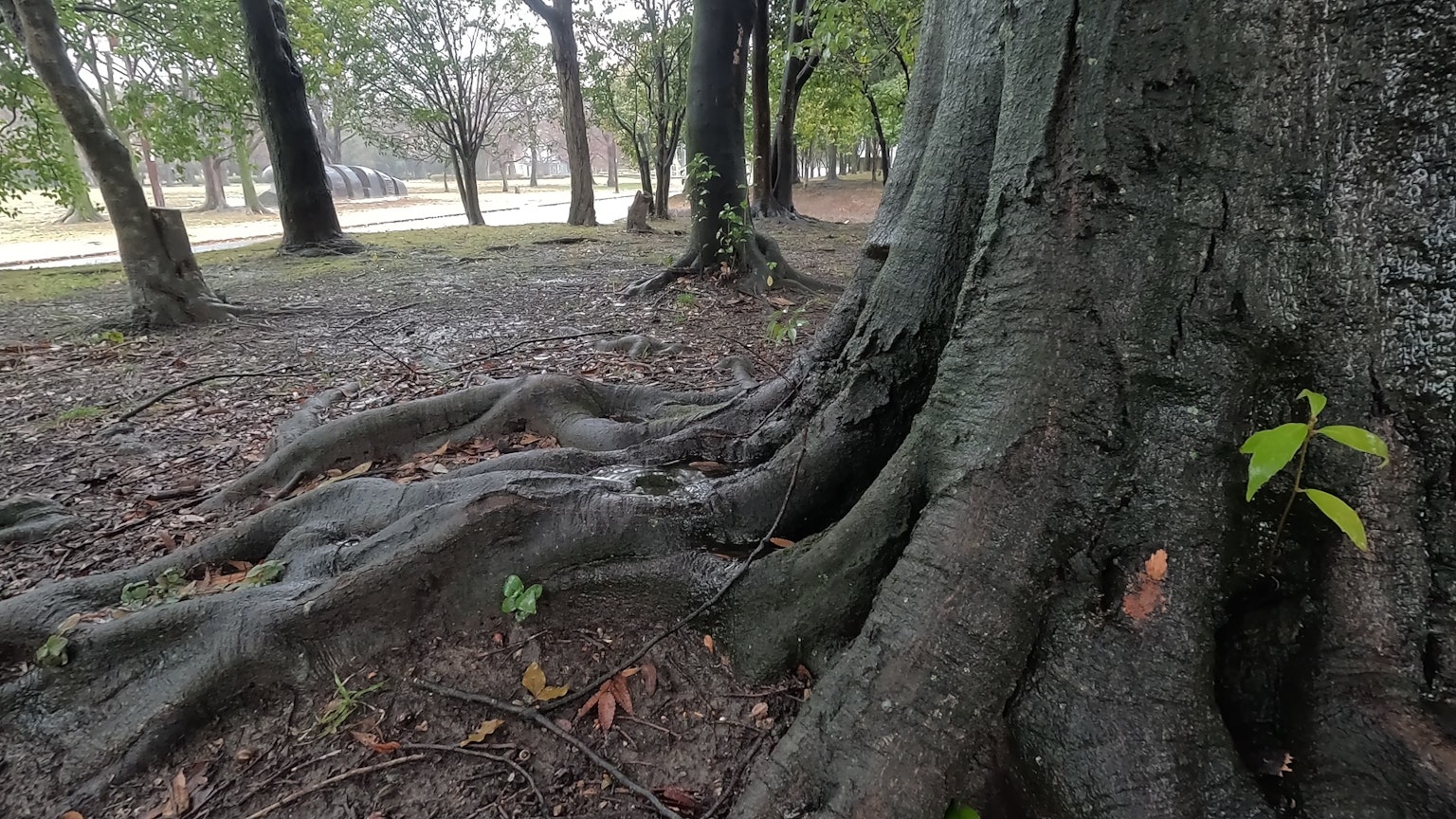 Gros plan sur le tronc d'un grand arbre et ses racines dans la nature environnante