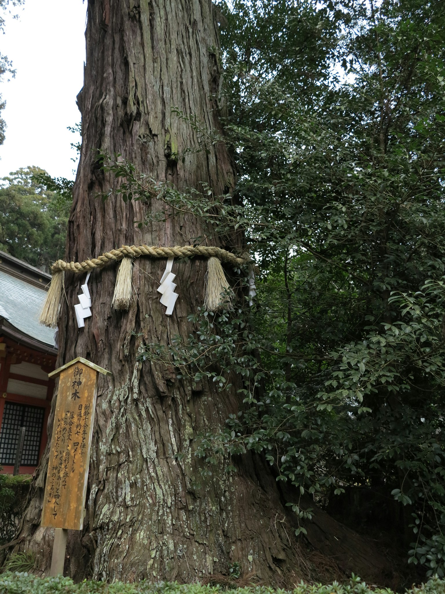 Ein großer heiliger Baum geschmückt mit Shimenawa in einem Schrein