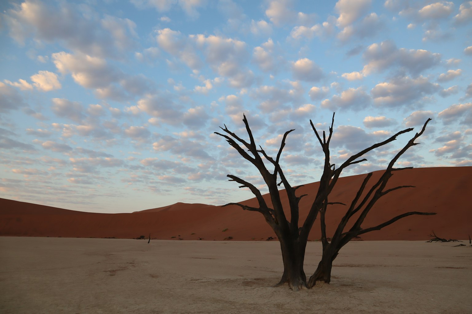 Un paysage aride avec un arbre mort et des dunes de sable rouge en arrière-plan
