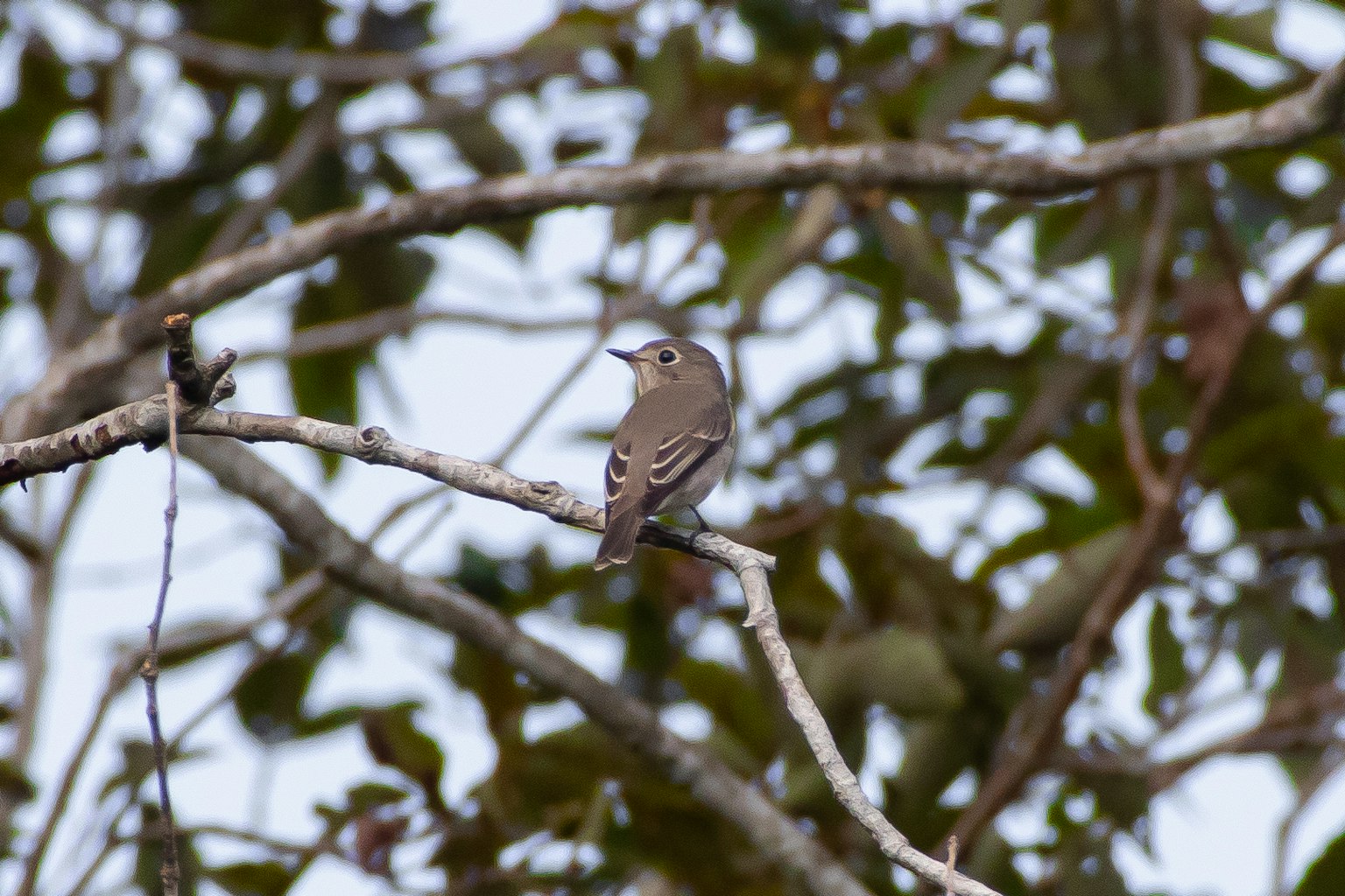 Un petit oiseau perché sur une branche avec des feuilles vertes en arrière-plan