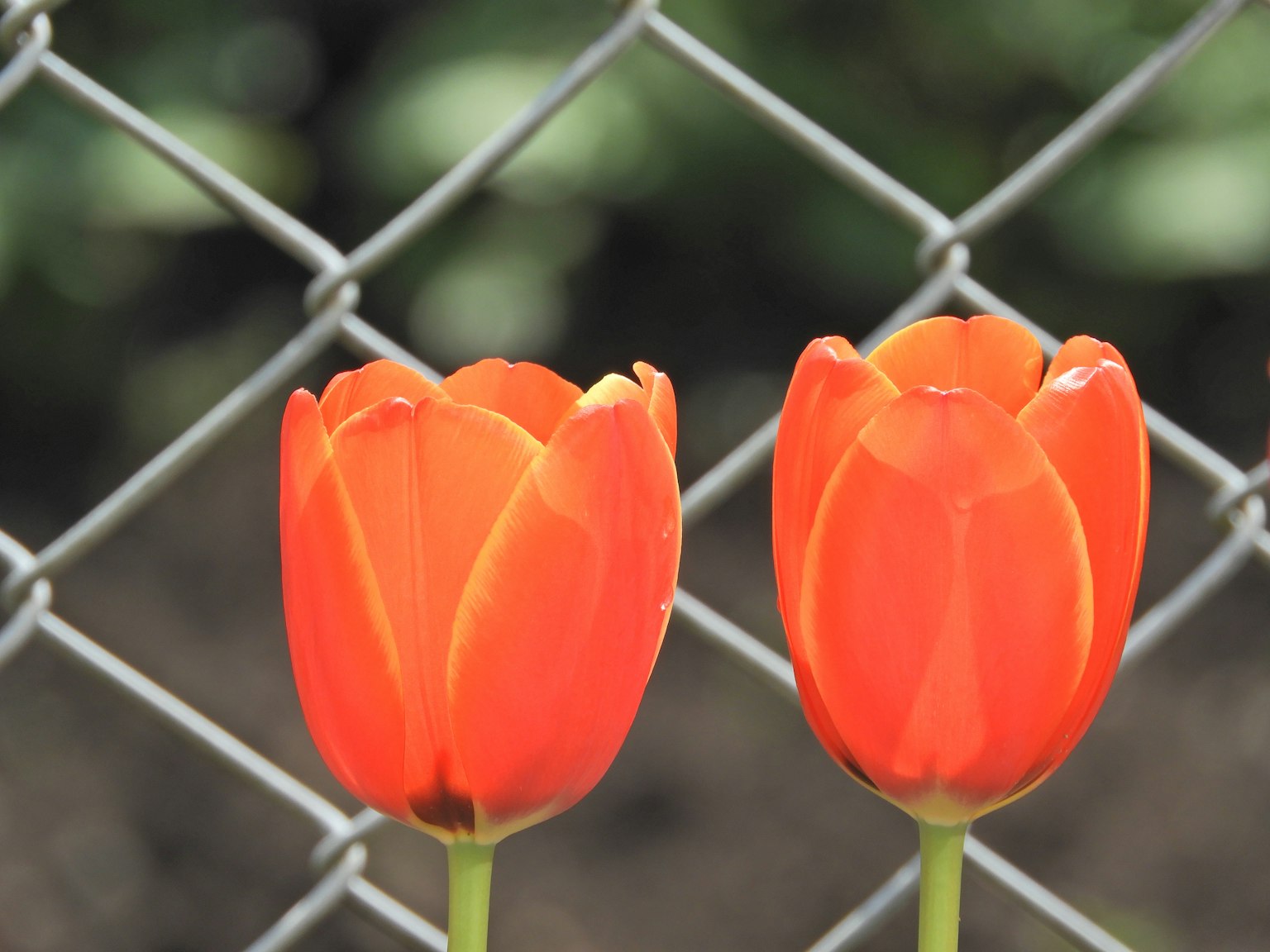 Deux tulipes orange vif devant une clôture en fil de fer