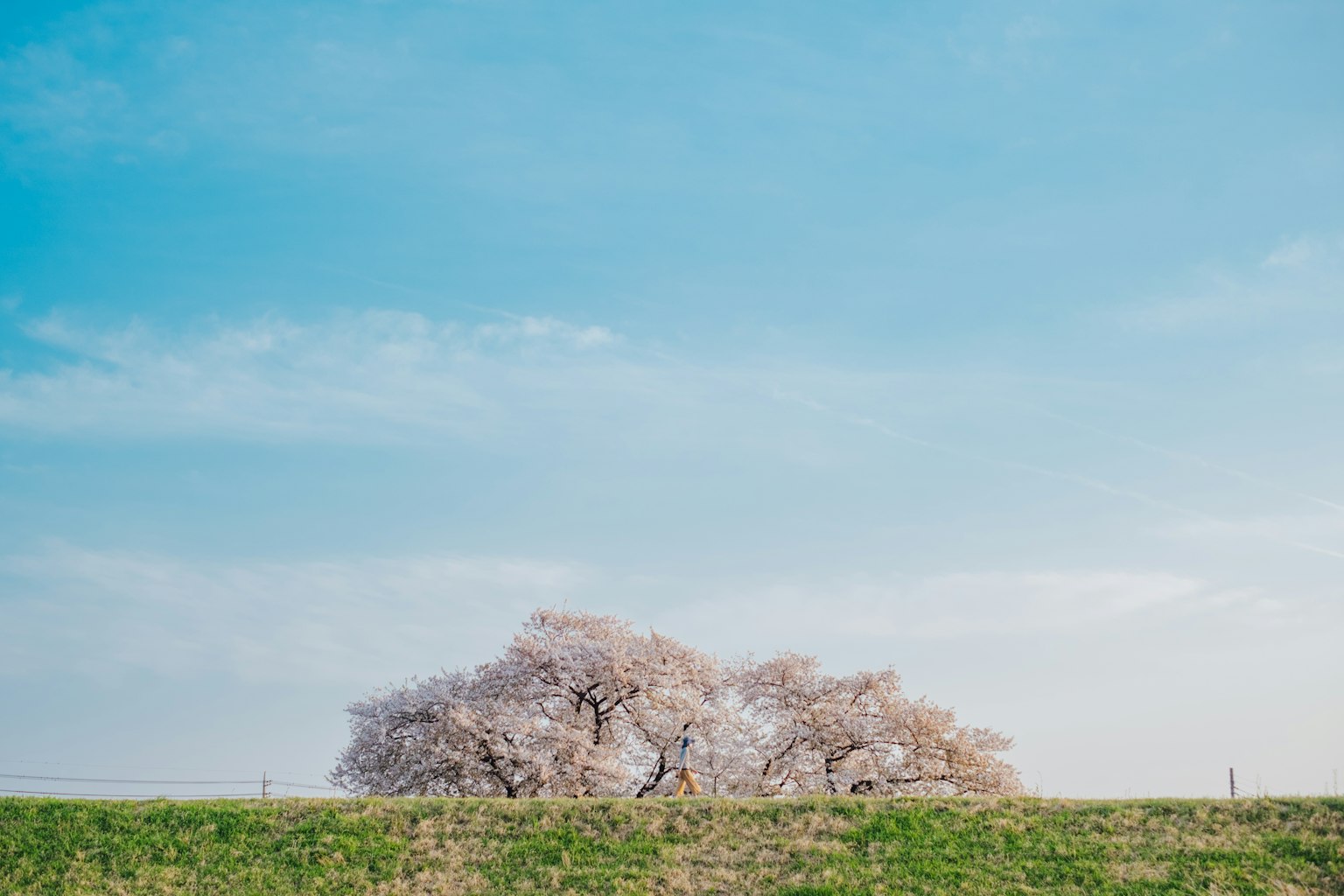 Cherry blossom trees under a clear blue sky with green grass
