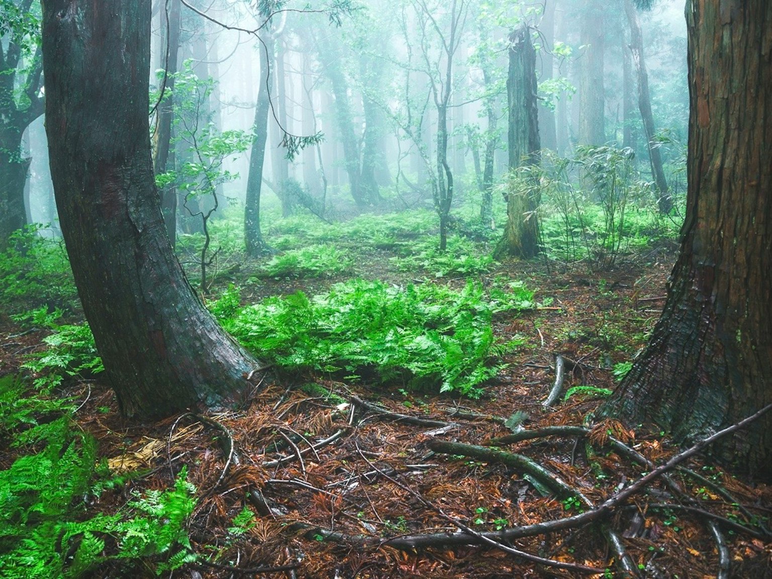 Nebeliger Wald mit üppigem Grün und hohen Bäumen