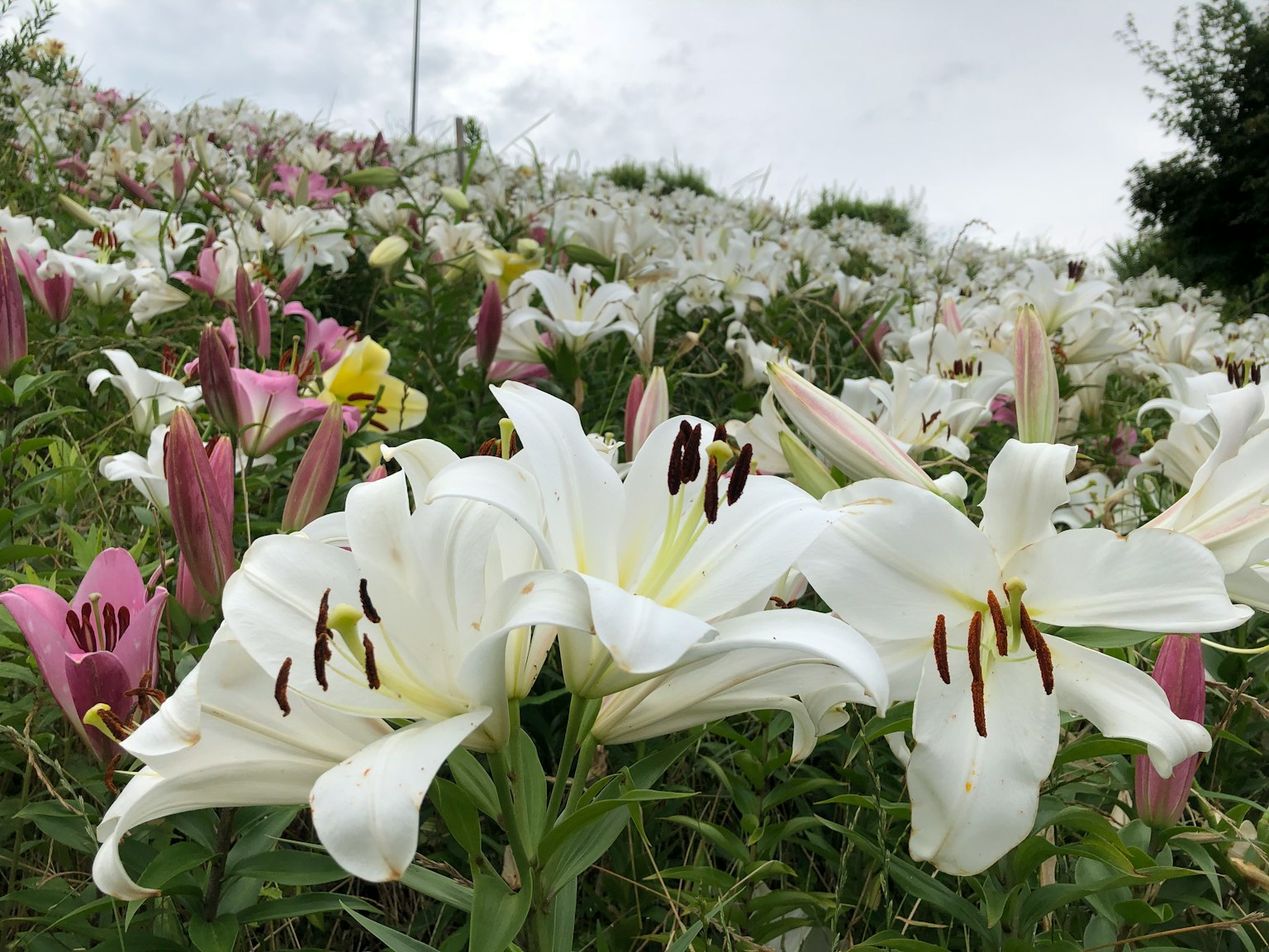 Campo de lirios blancos y rosas en flor