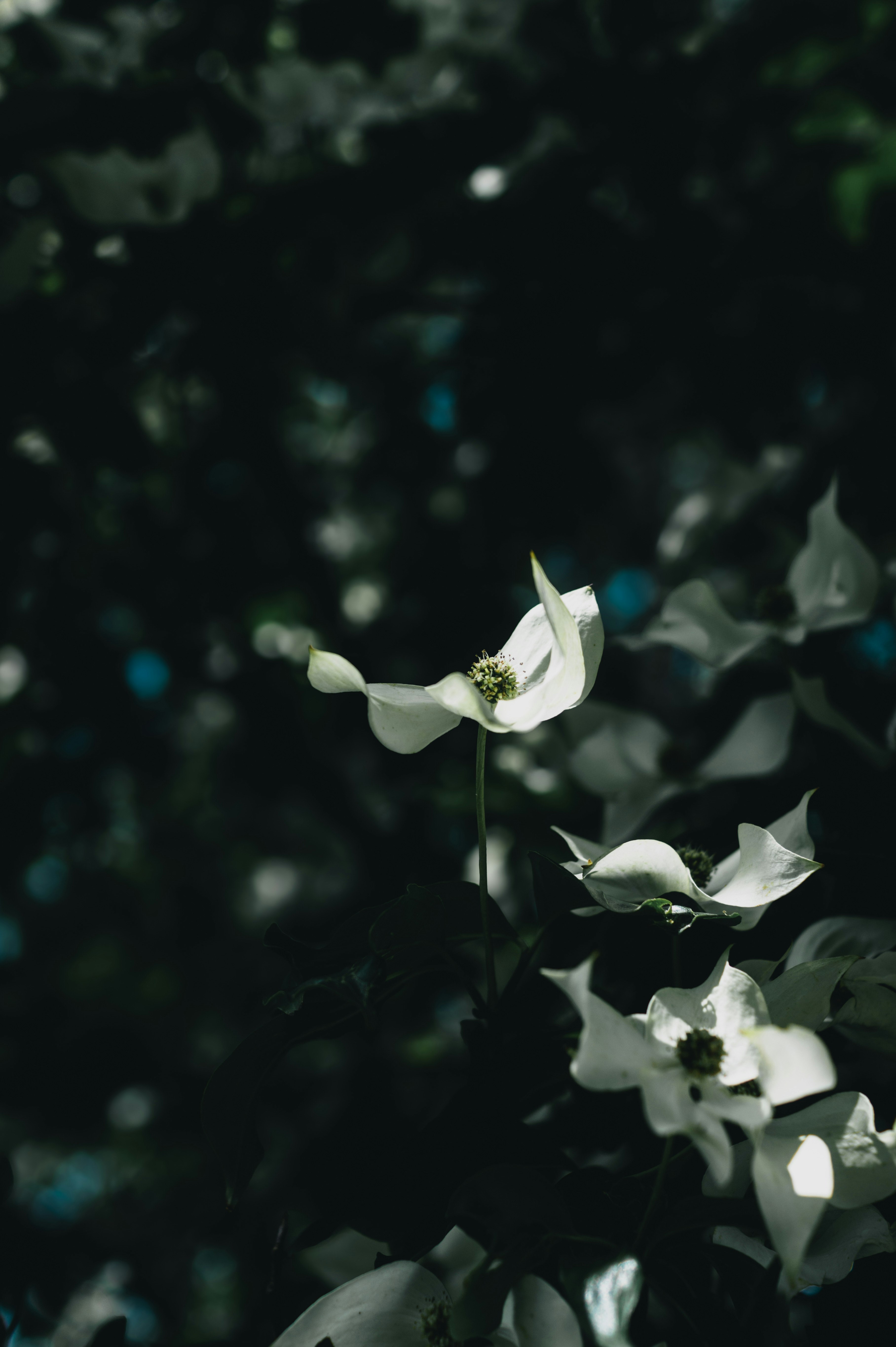 Gros plan de fleurs blanches flottant sur un fond sombre