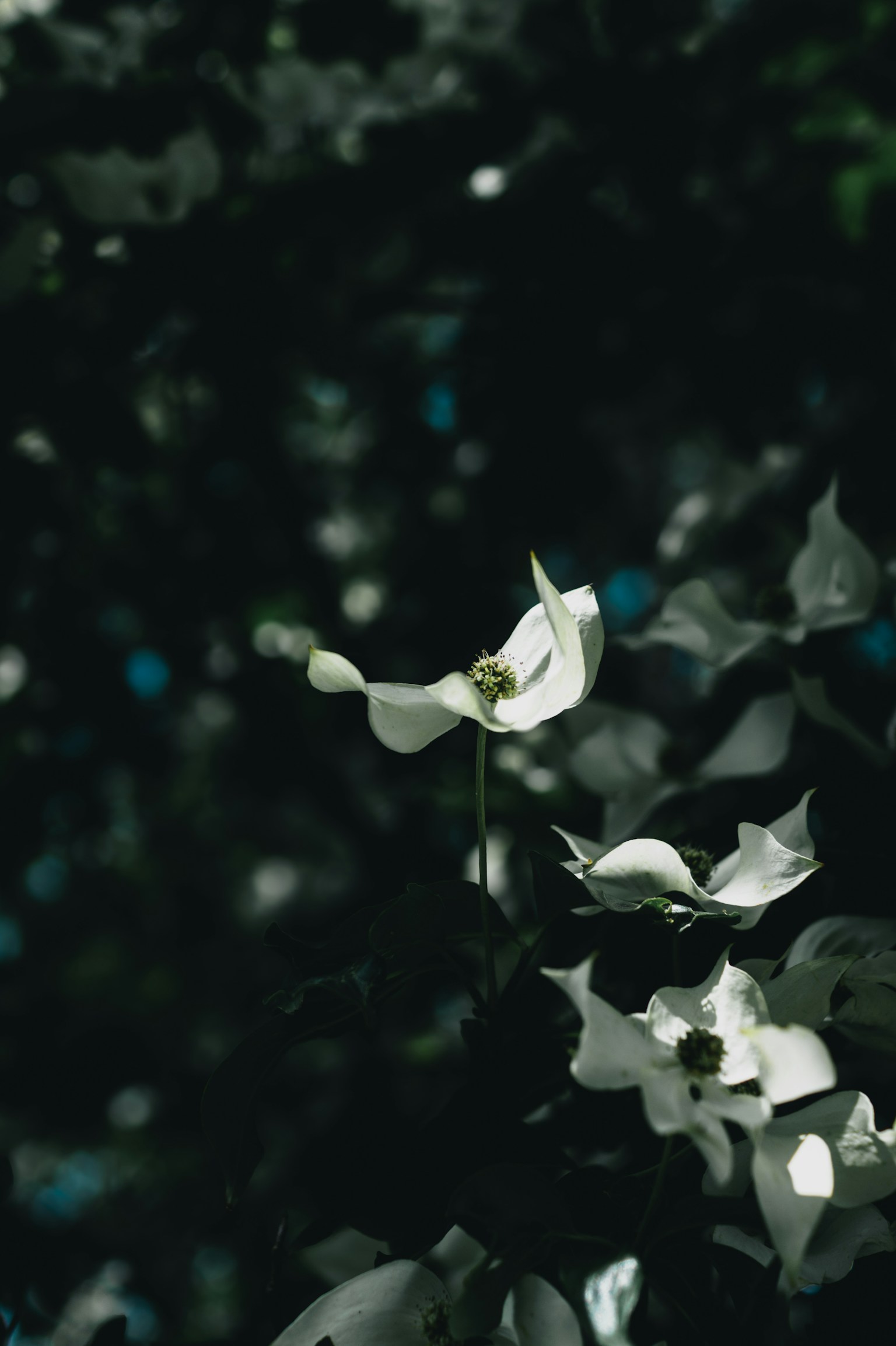Fiore bianco e foglie verdi su sfondo scuro
