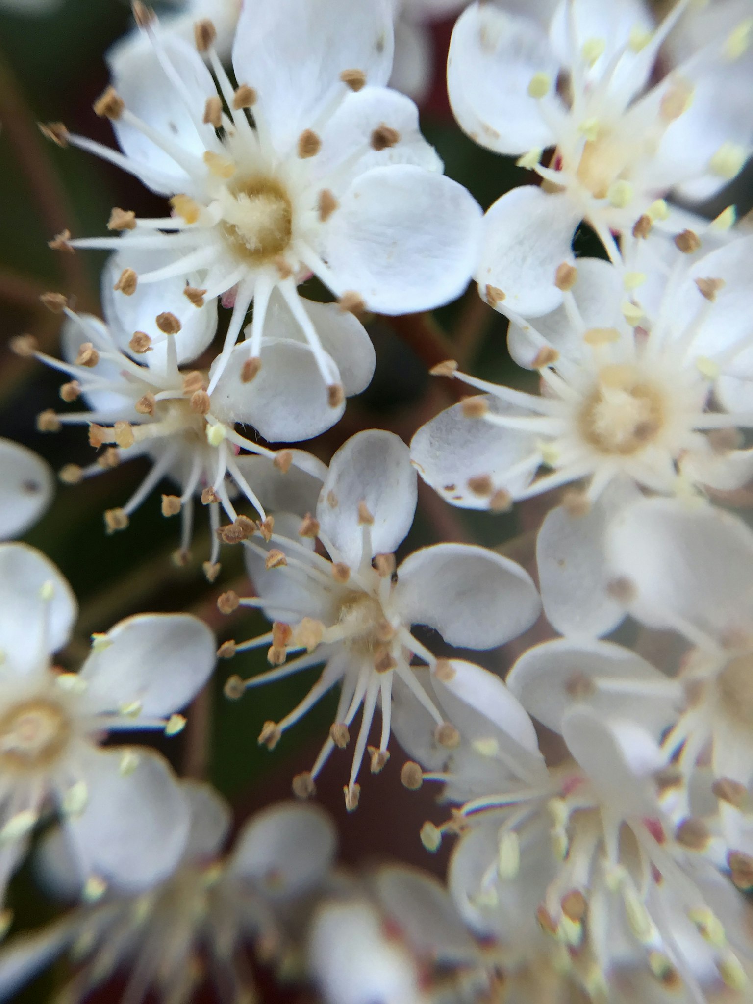 Nahaufnahme von zarten weißen Blumen mit auffälligen gelben Staubblättern