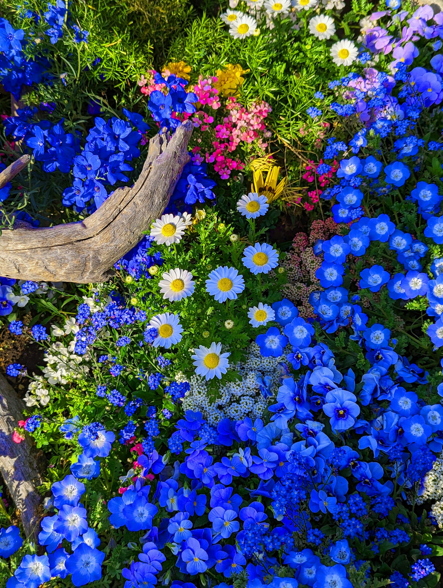 Un affichage vibrant de diverses fleurs dans des nuances de bleu et des fleurs colorées
