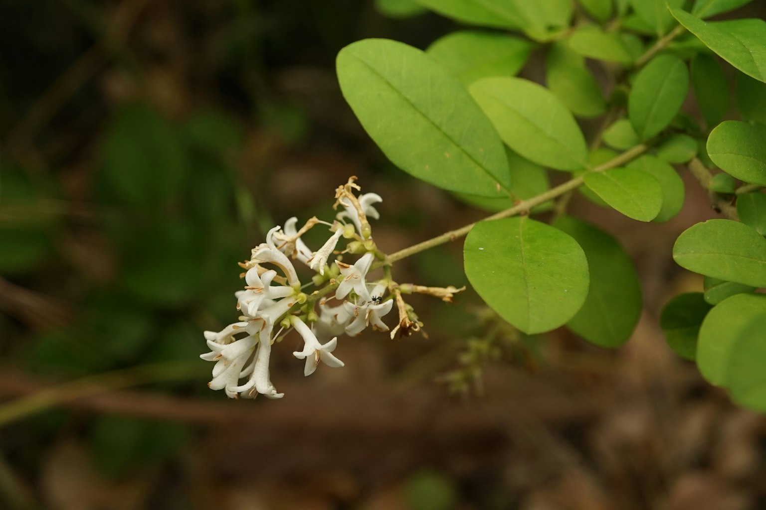Primo piano di una pianta con fiori bianchi e foglie verdi