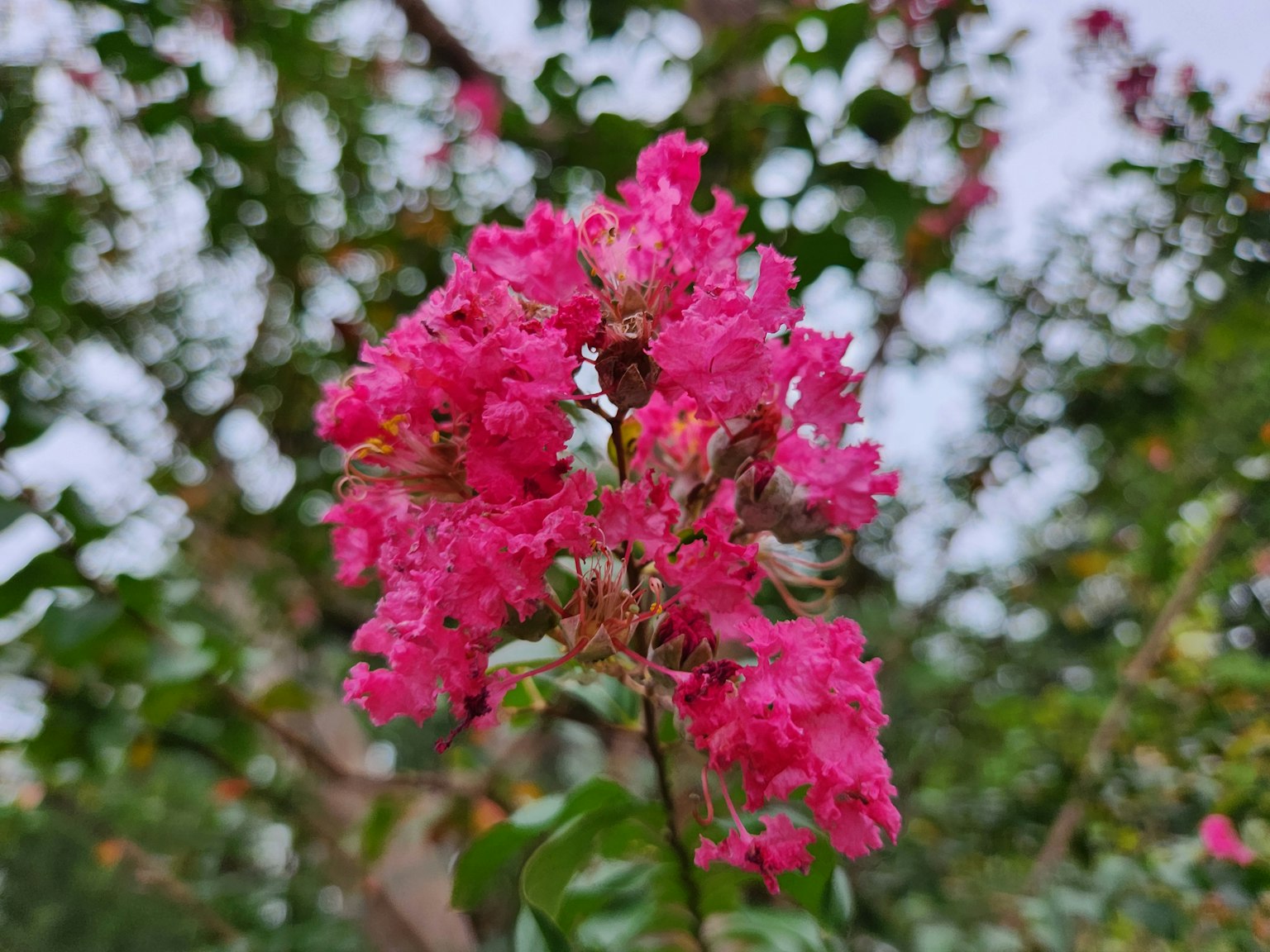 Un gruppo di fiori rosa vivaci su un ramo di crepe myrtle