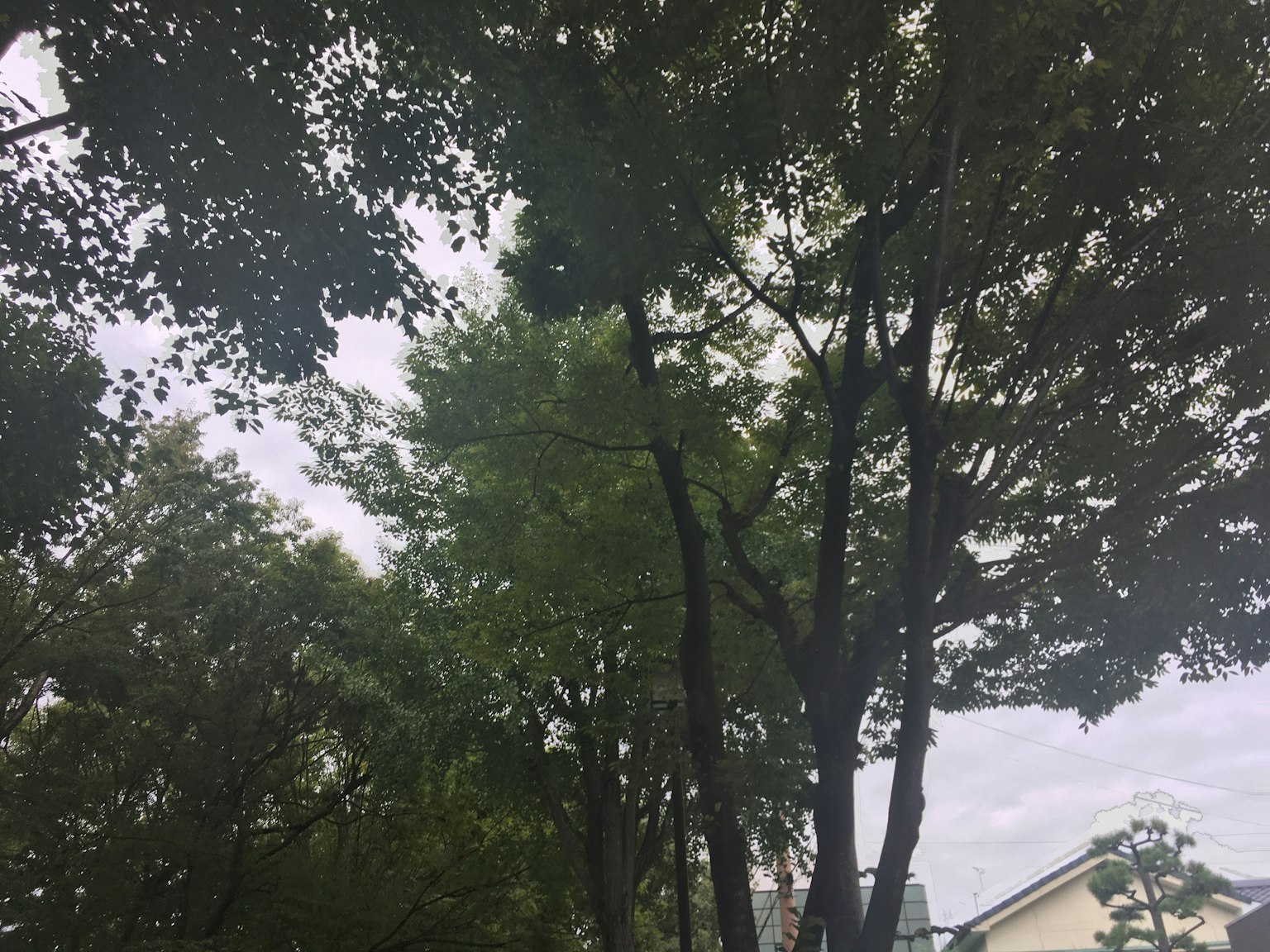 Pemandangan dengan pohon hijau dan langit mendung
