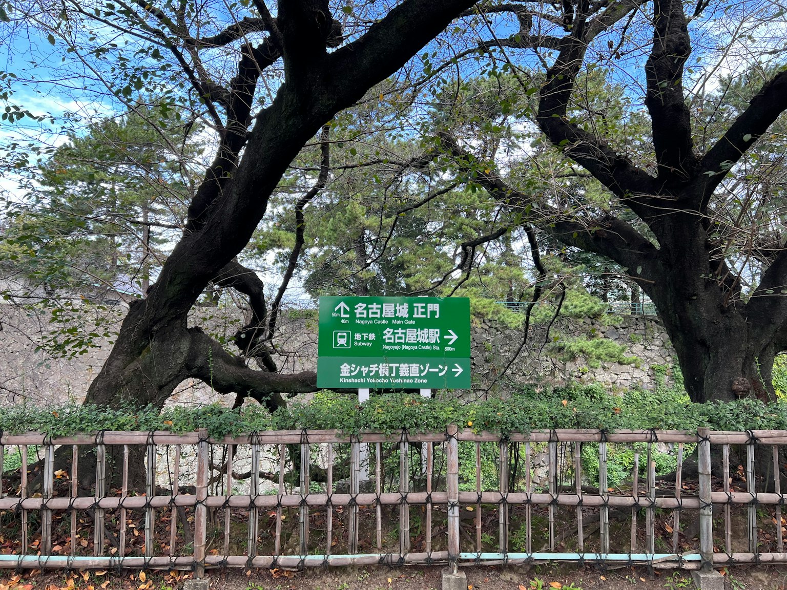 公園景觀有綠色標誌老樹和藍天