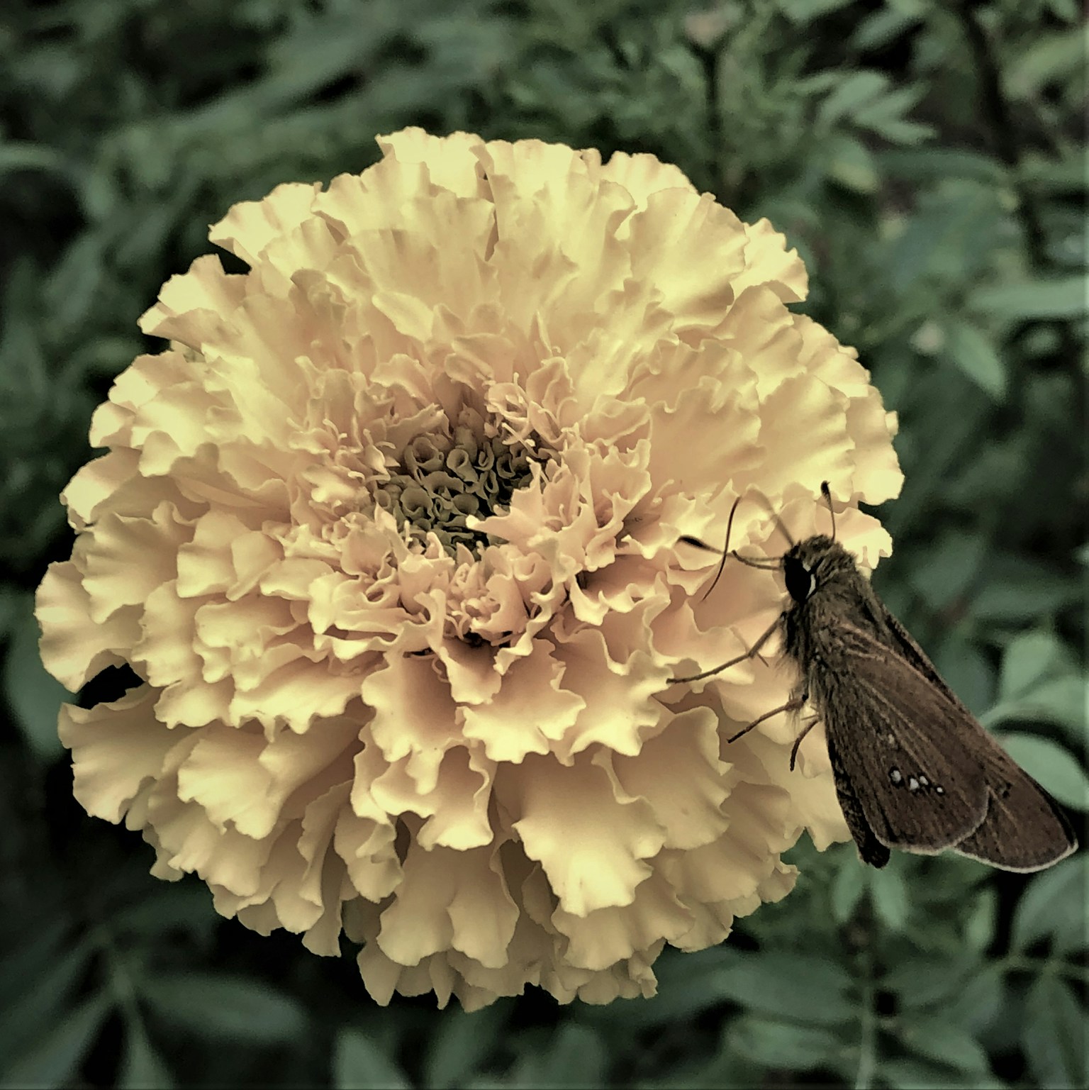 Flor de cempasúchil amarillo claro con un insecto posado sobre ella