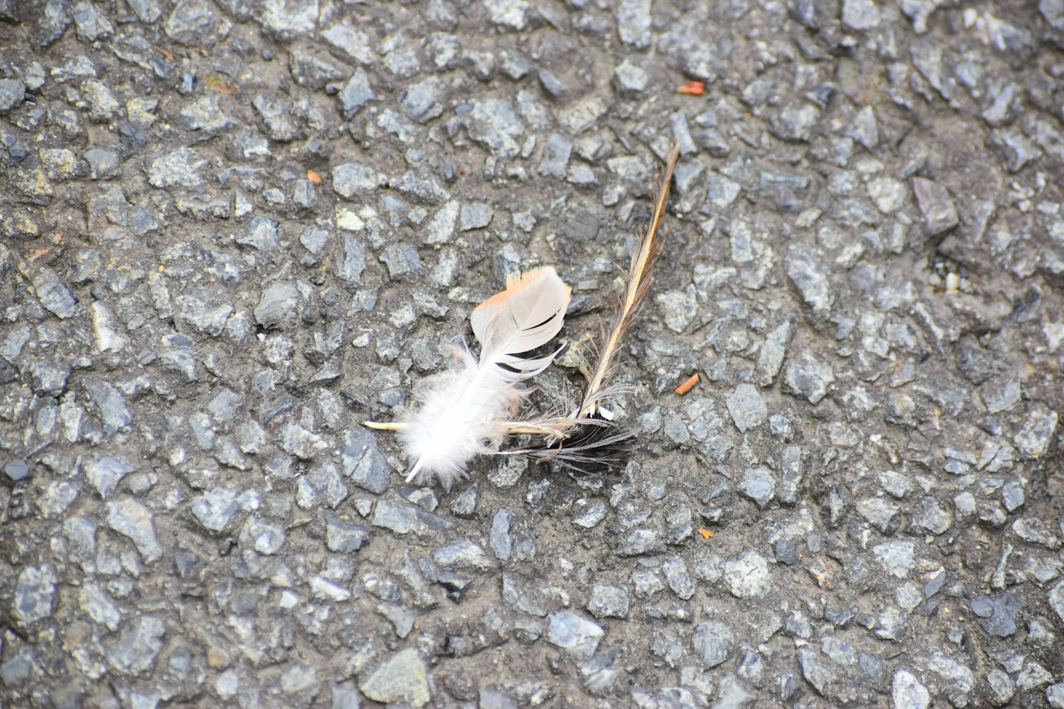 Petite plume blanche et brindille sur le sol