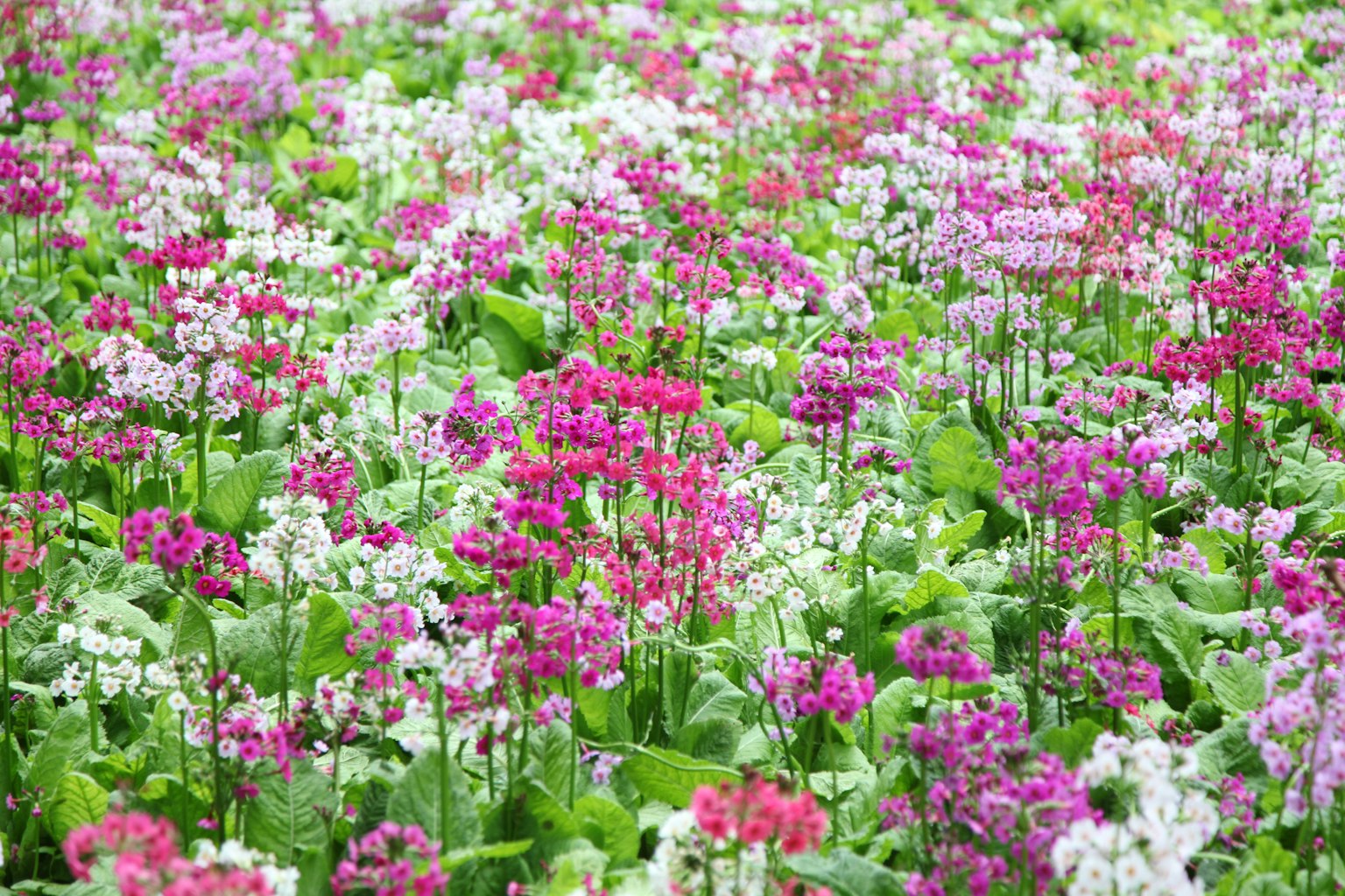 Un bellissimo campo di fiori con fiori colorati in fiore