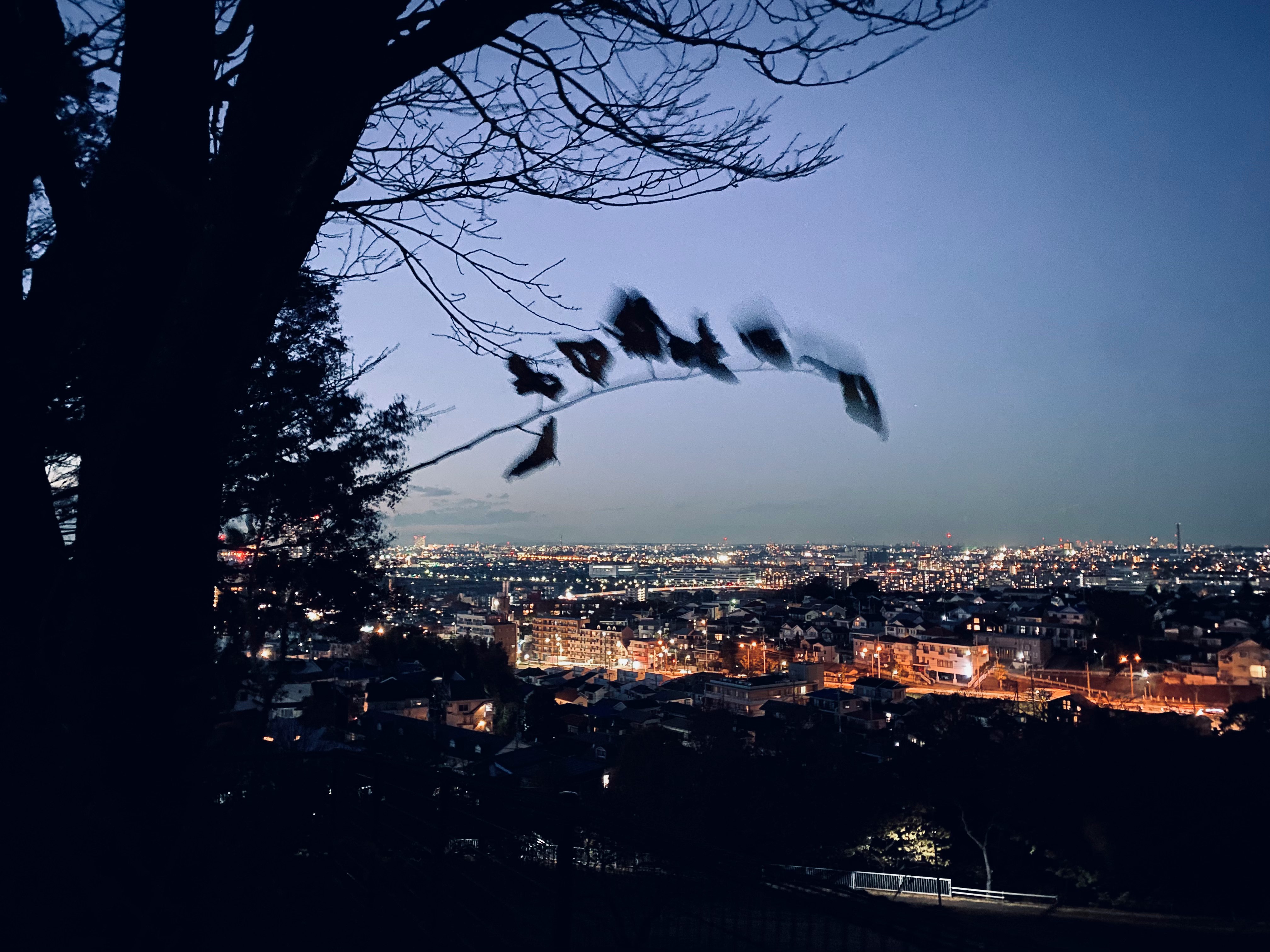 木のシルエット越しに広がる夜景の街並み
