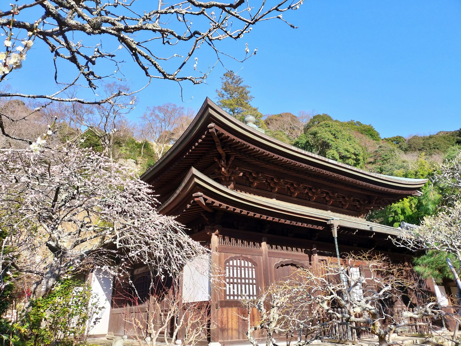 Templo japonés tradicional ubicado en las montañas con cerezos en flor