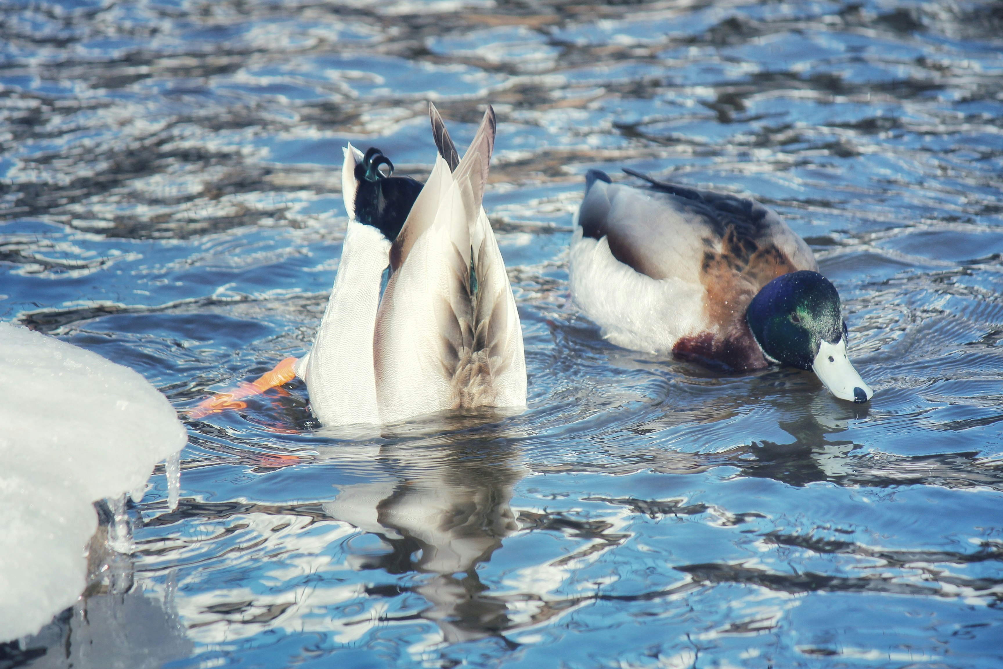 ducks catching fish in a thawing river