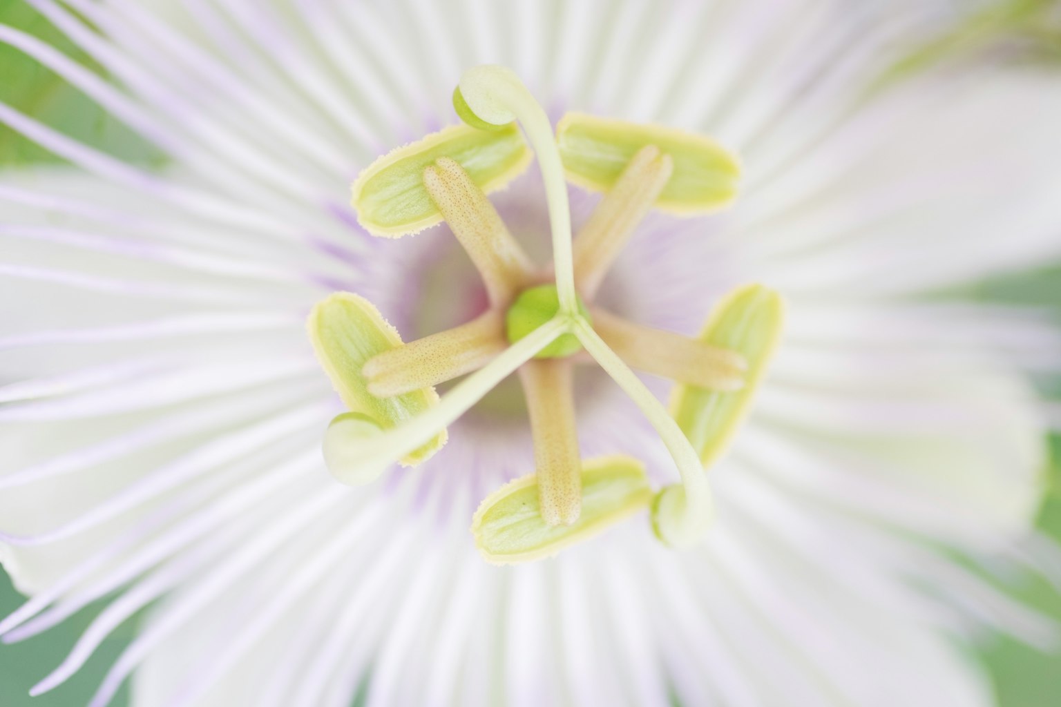 Nahaufnahme des Zentrums einer weißen Blume mit auffälligen grünen Strukturen