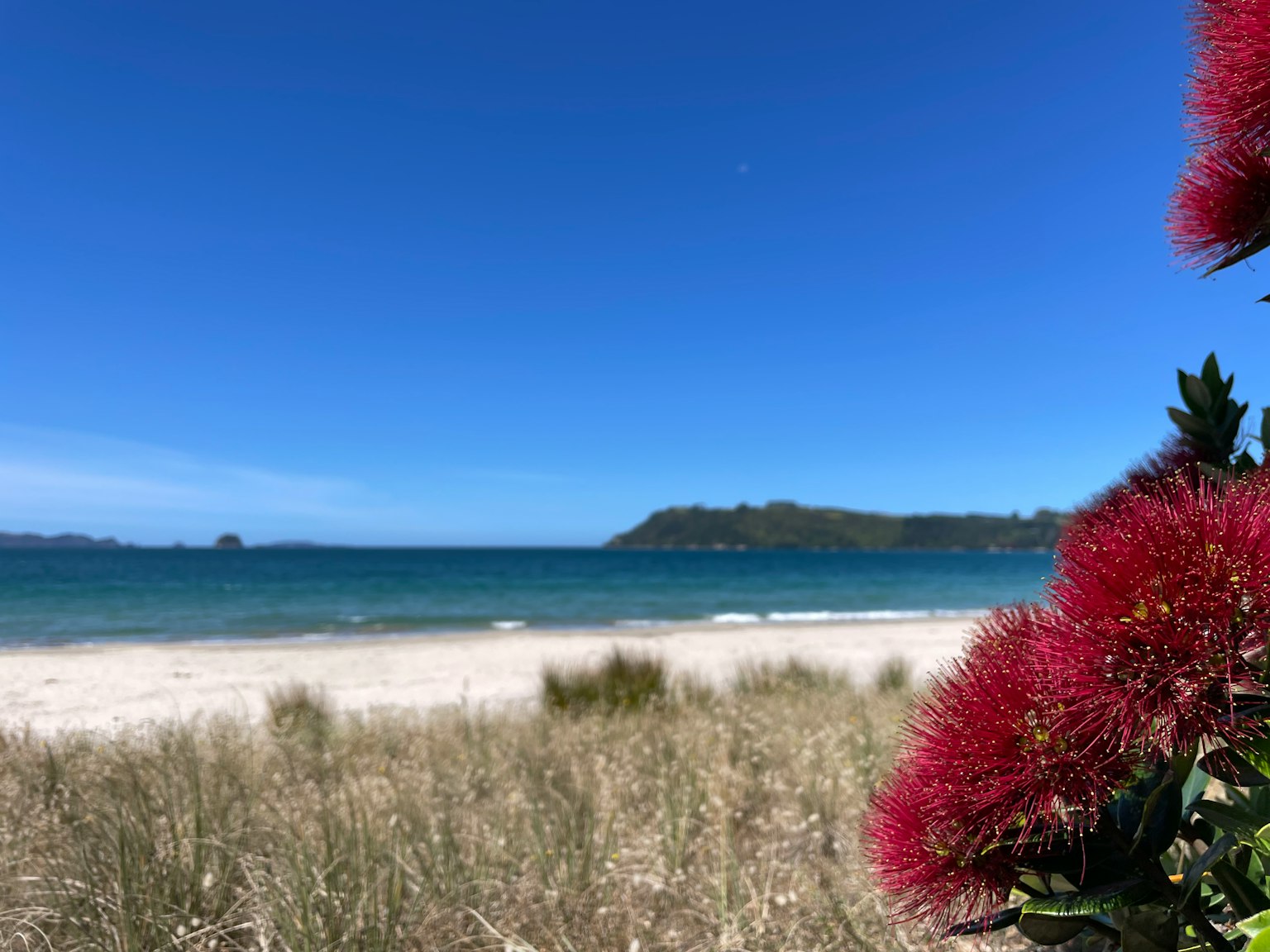 Flores vibrantes en primer plano con una playa serena y un océano azul de fondo
