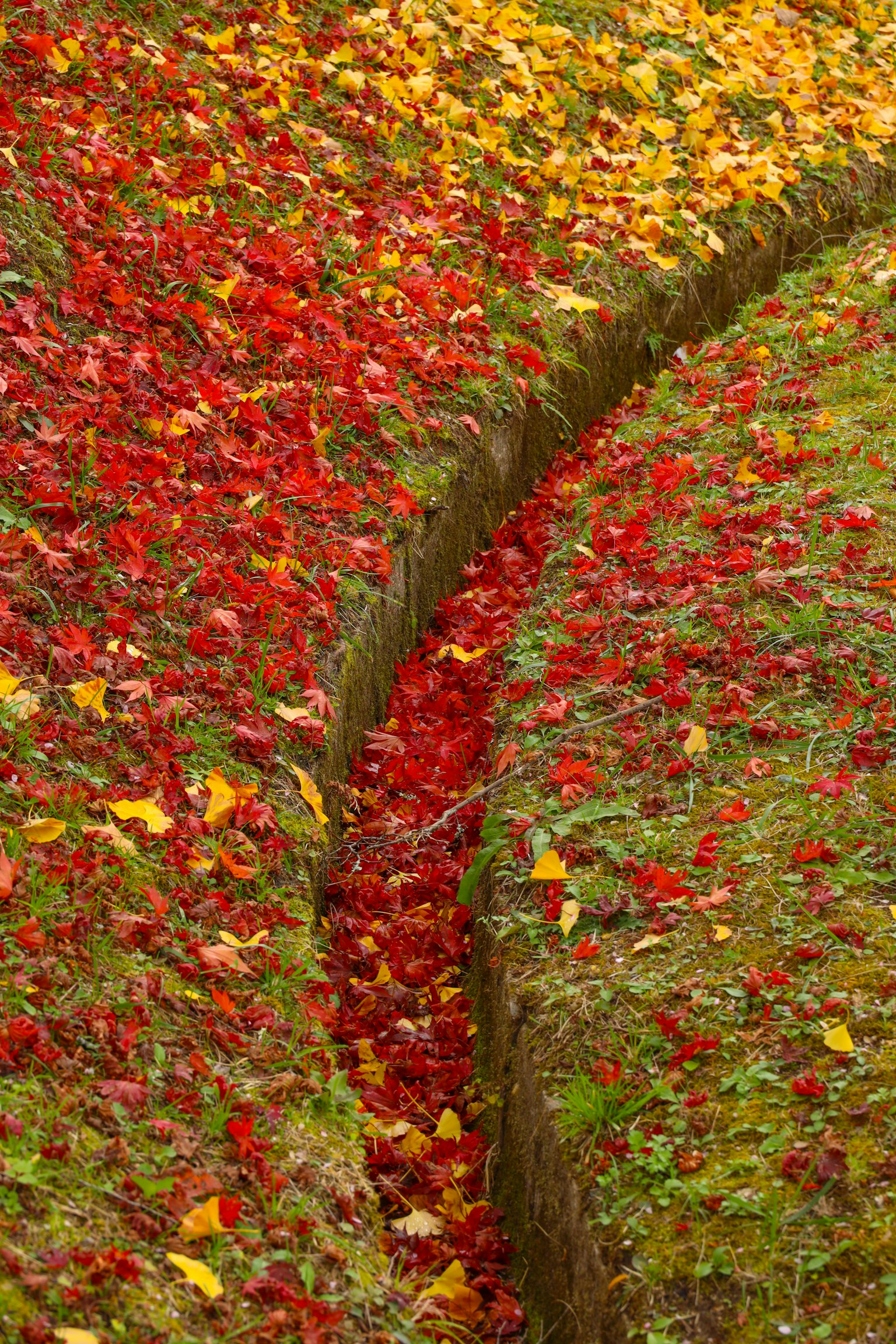 Camino cubierto de hojas de otoño rojas y amarillas sobre hierba verde