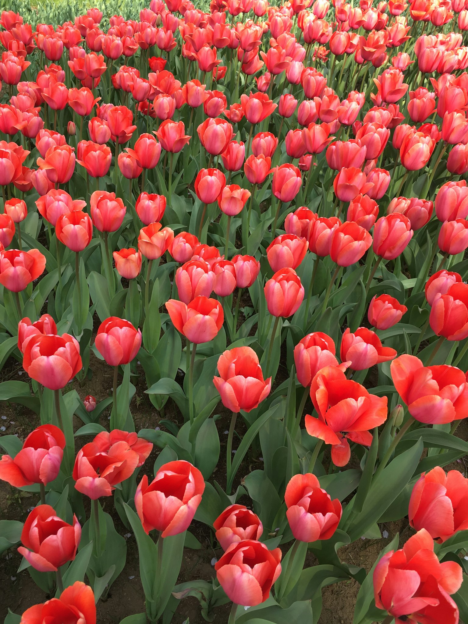 Champ de tulipes rouges éclatantes en pleine floraison