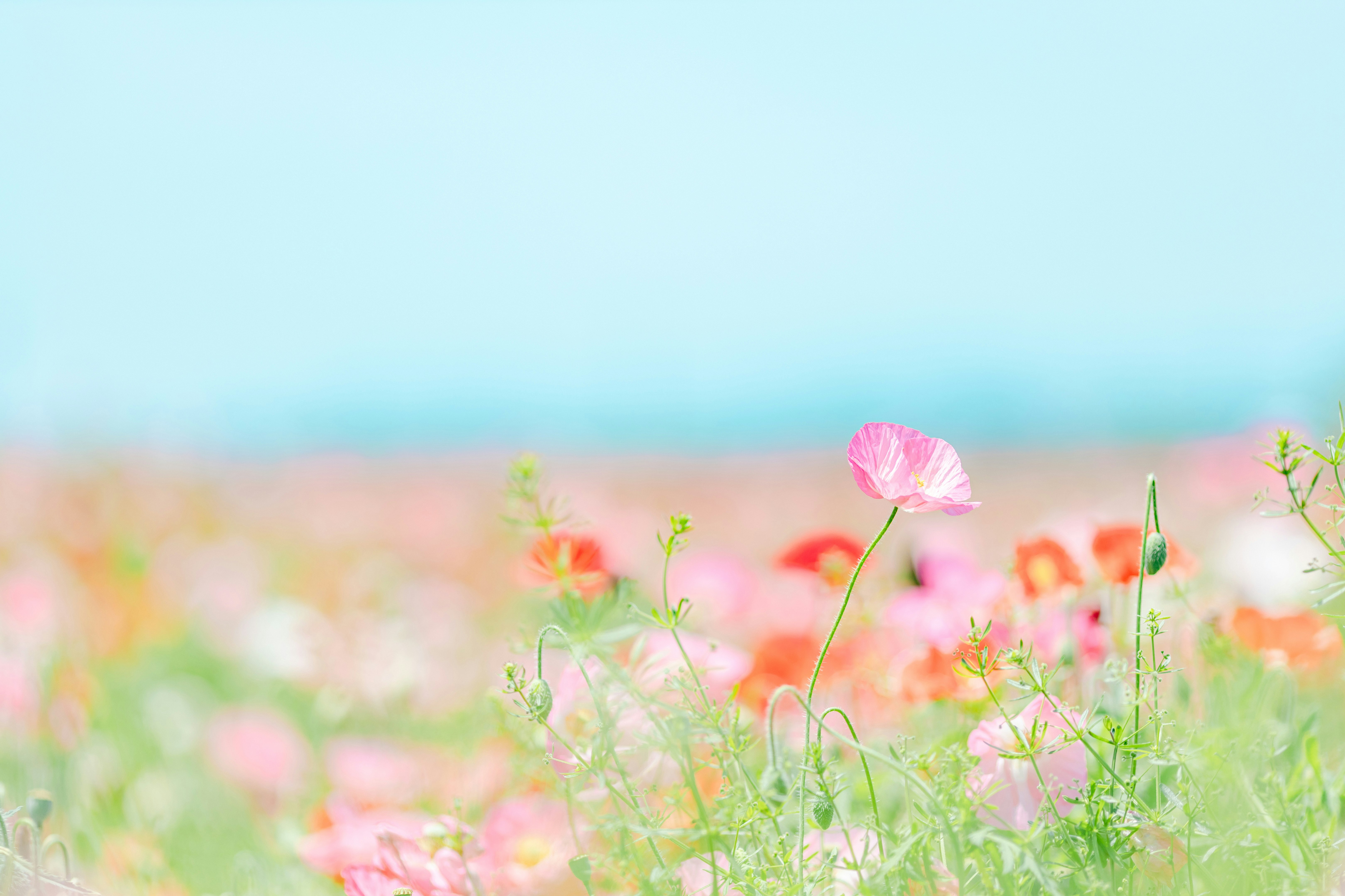 ピンクのポピーが咲く花畑の風景