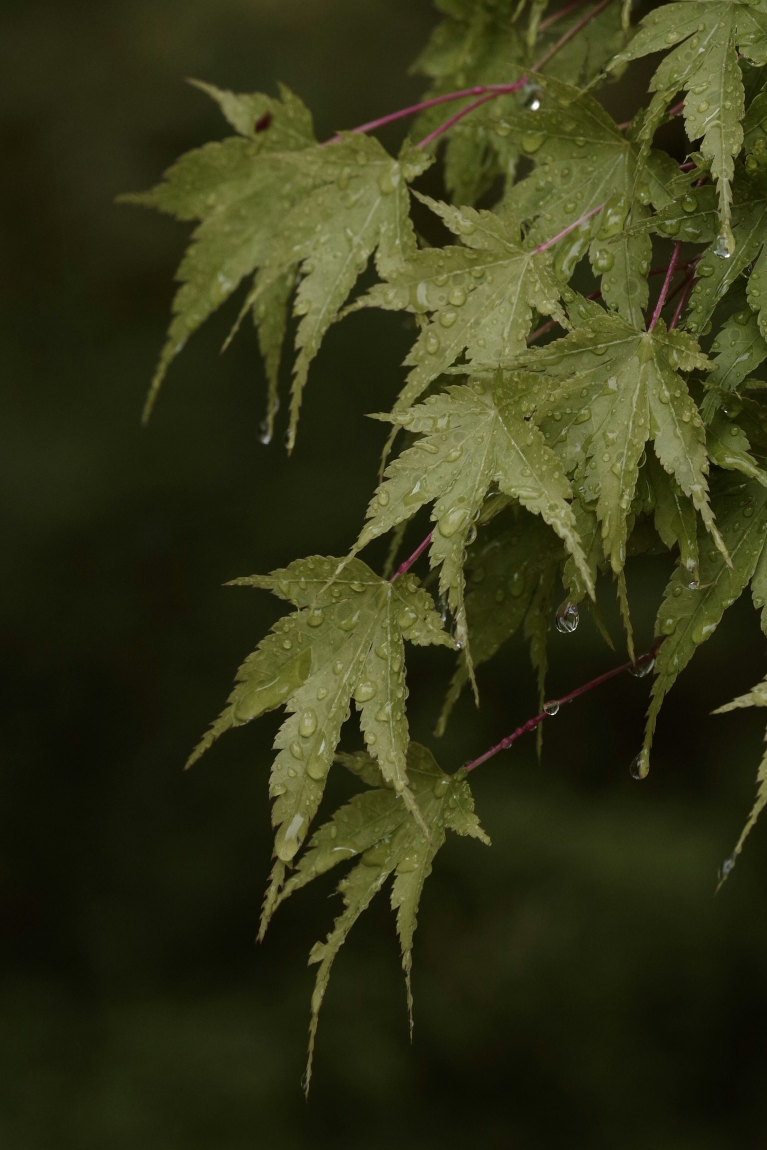 绿色枫叶上闪烁着雨滴