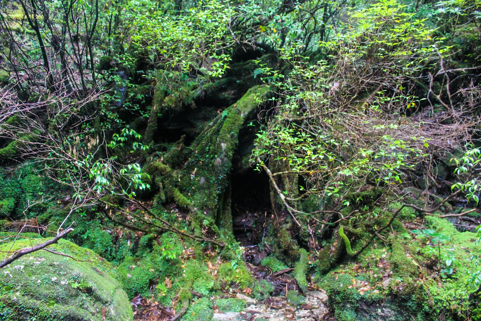 Entrada de cueva rodeada de vegetación exuberante y rocas cubiertas de musgo