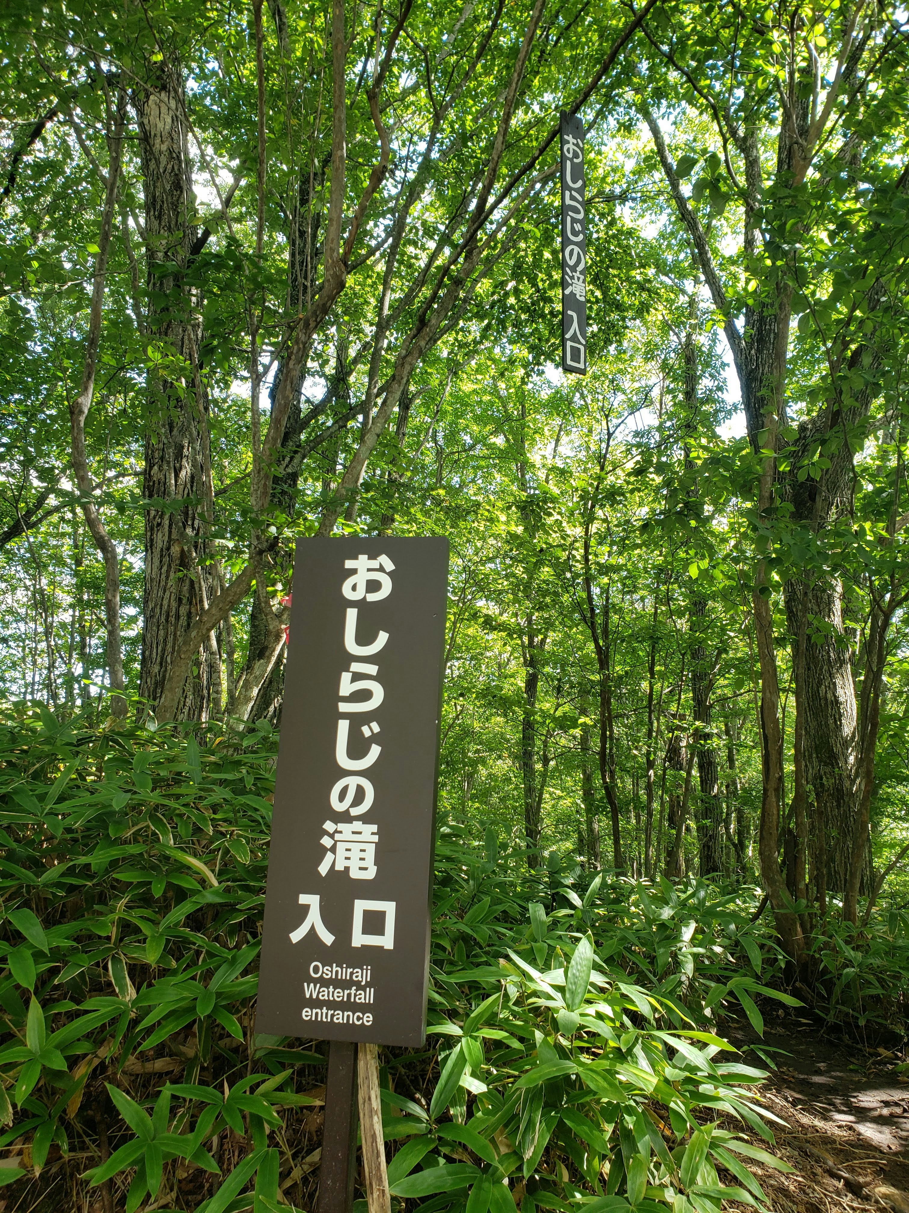 おしらじの滝入口の案内標識が立つ緑の遊歩道
