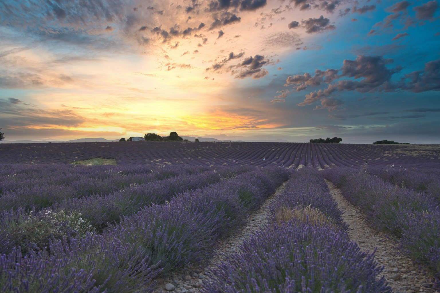 Beau paysage de champ de lavande avec ciel au coucher de soleil et champs de fleurs violettes