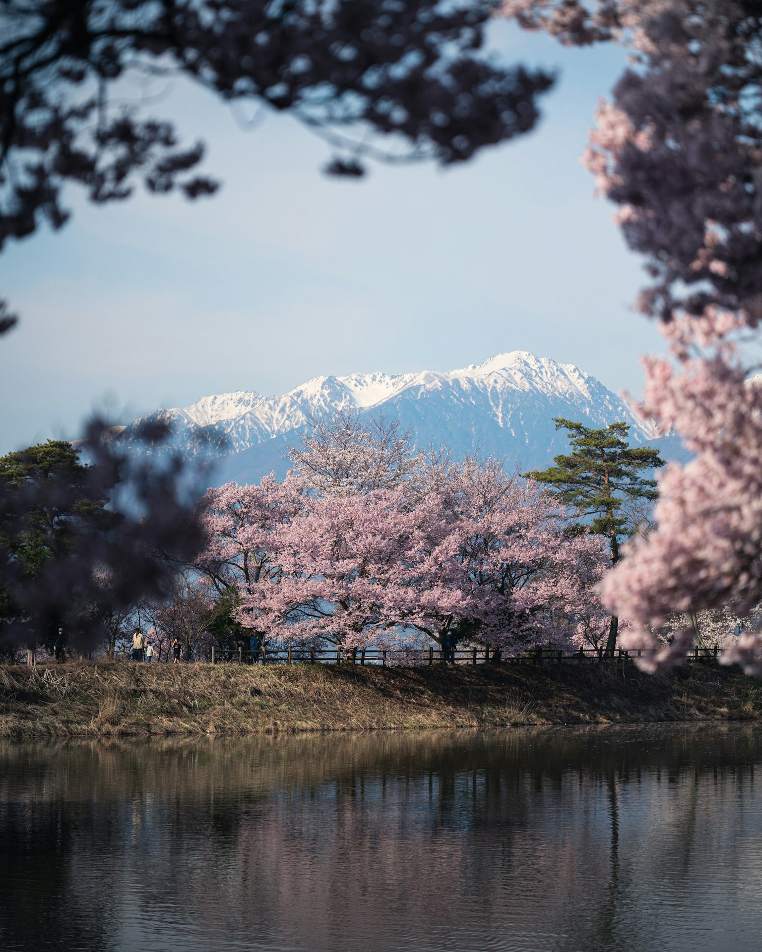 樱花树和雪山背景的美丽风景
