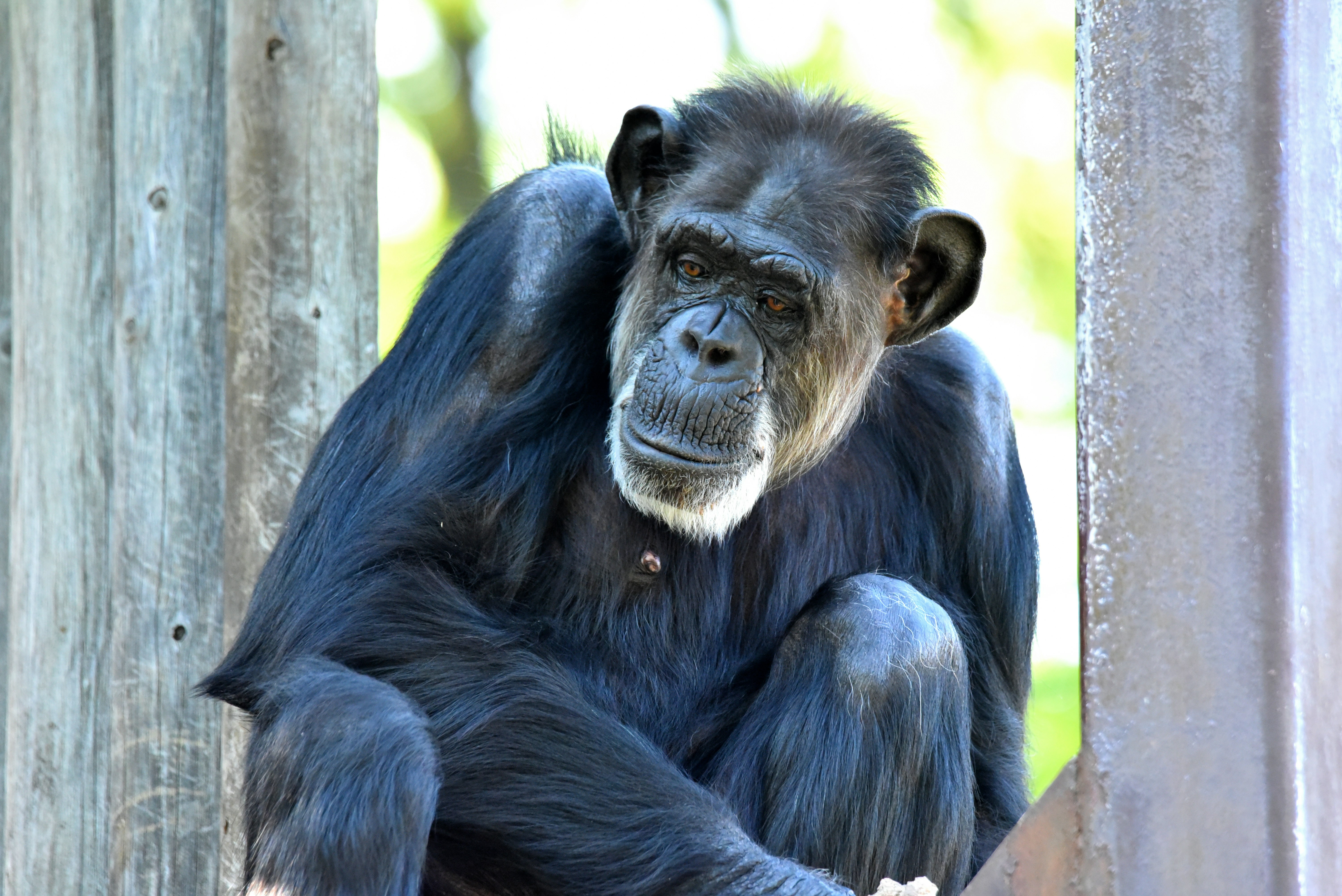 Chimpanzee sitting between wooden structures
