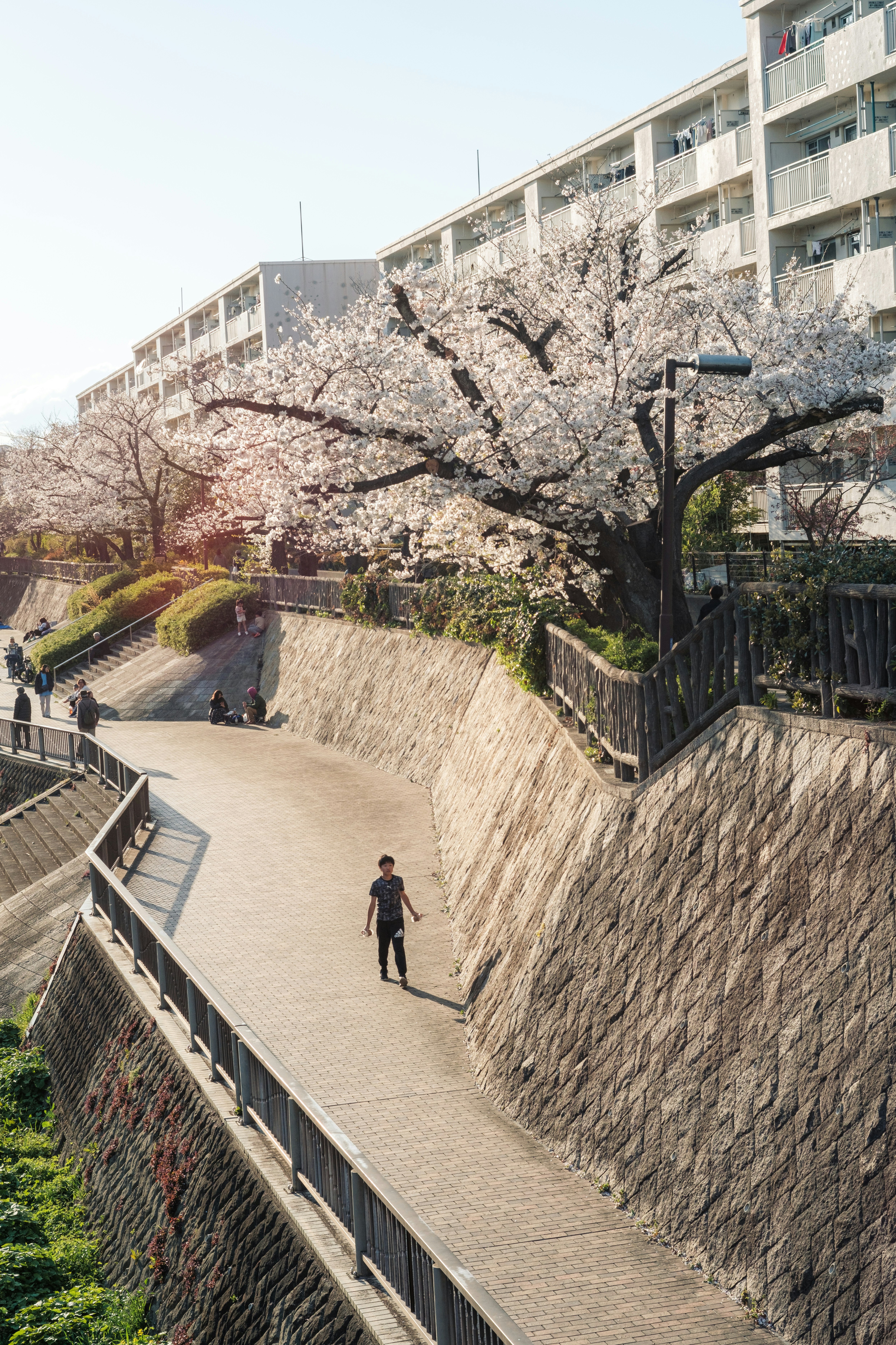 石垣の坂道に咲く桜の並木と人々