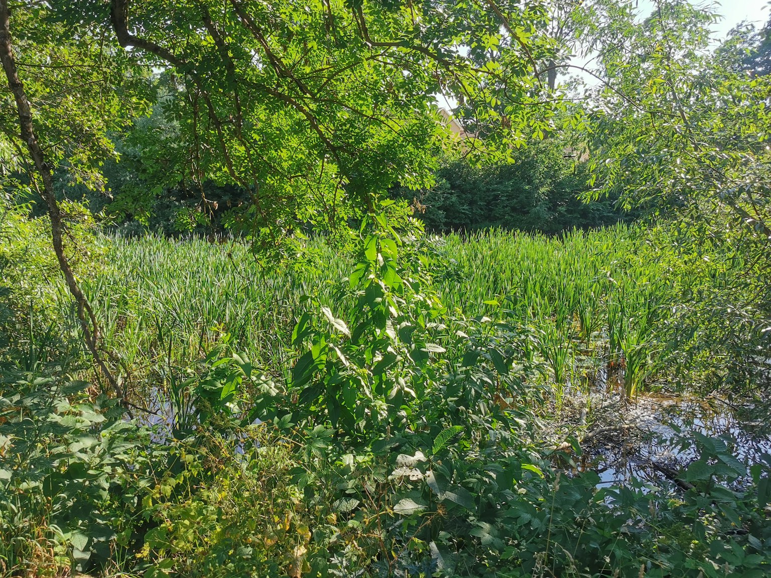 Vista de humedal exuberante con vegetación y árboles circundantes