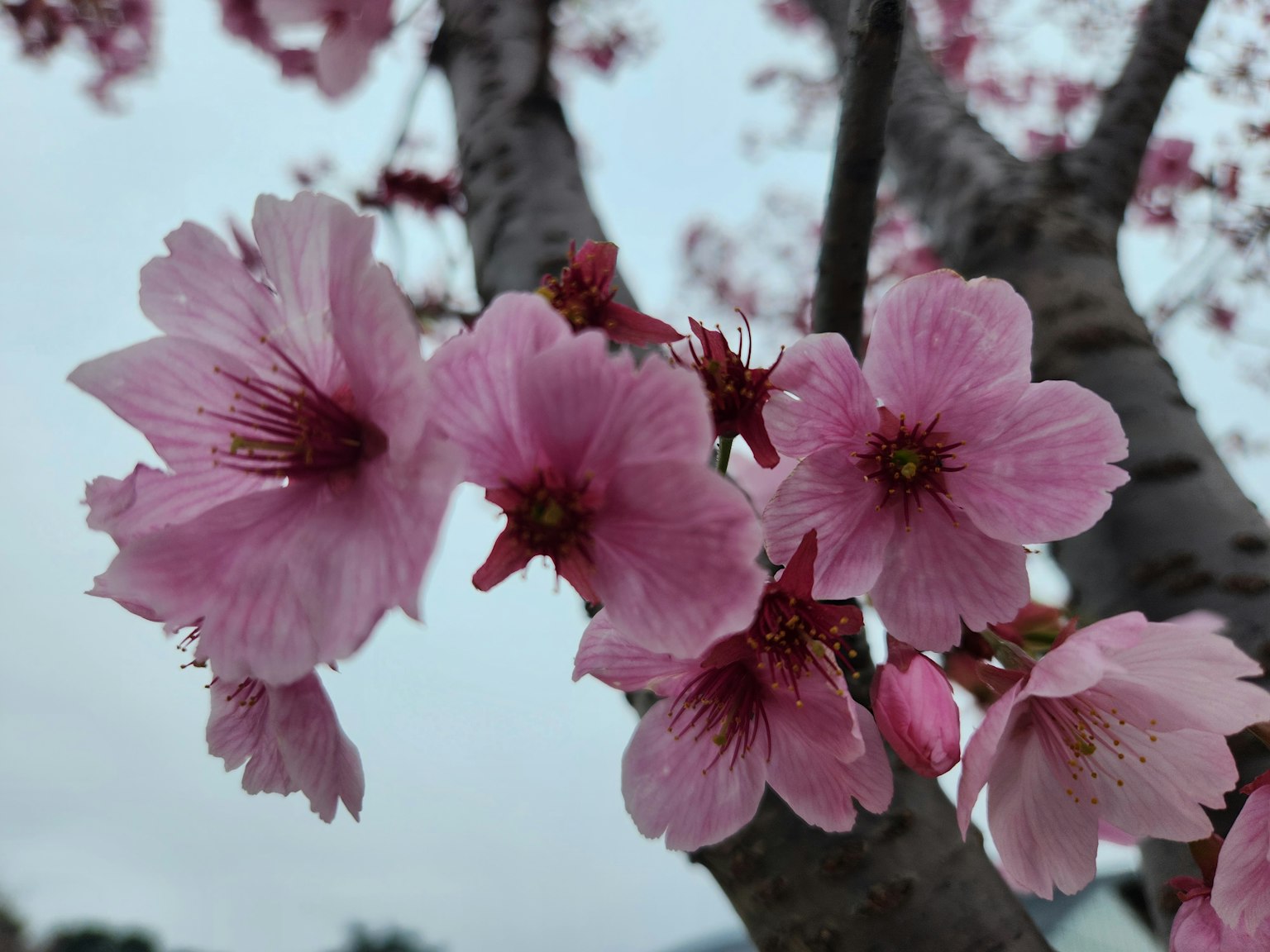 Imagen que captura flores de cerezo en flor con suaves pétalos rosados