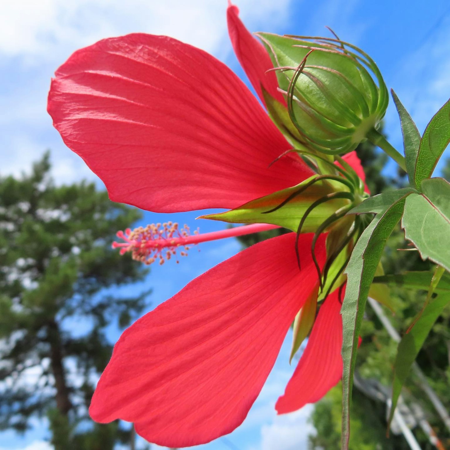 ดอกไม้สีแดงสดใสกับตุ่มสีเขียวใต้ท้องฟ้าสีฟ้า