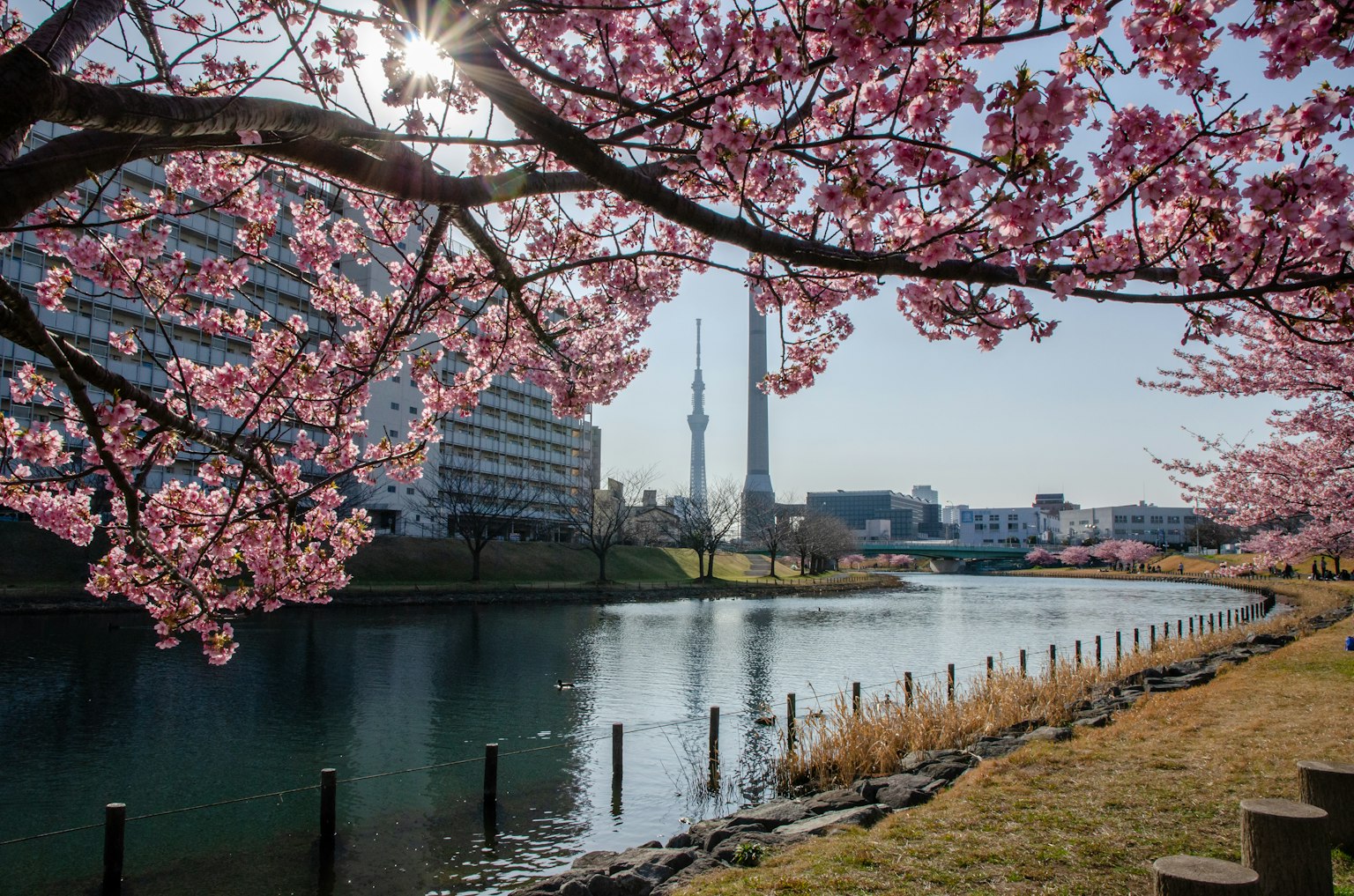 Cerezos a lo largo del río con la Tokyo Skytree al fondo