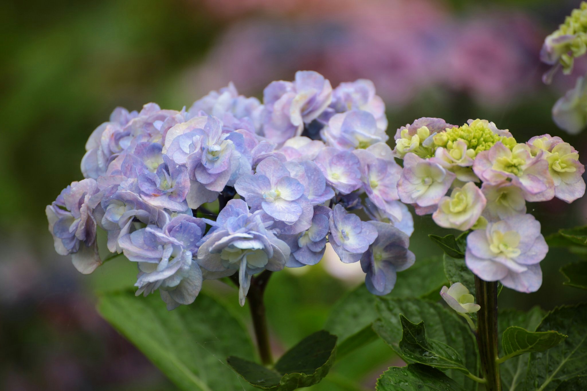 紫と白のアジサイの花のクローズアップ