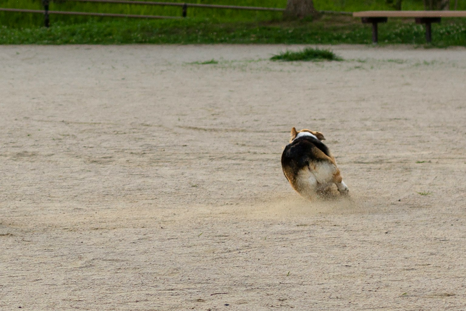 Cane che corre in un parco con terreno sabbioso