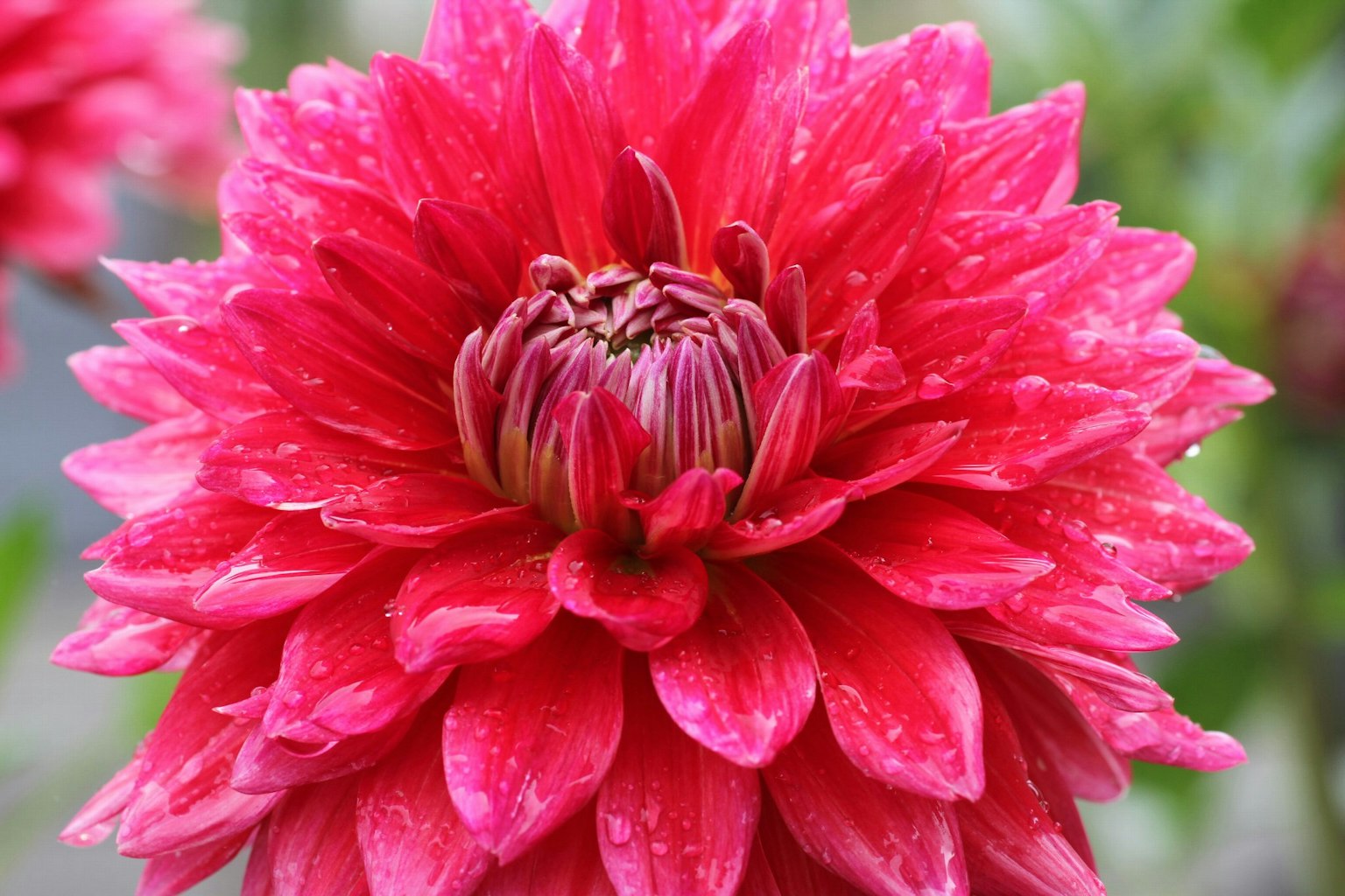 Flor de dalia rosa vibrante en plena floración