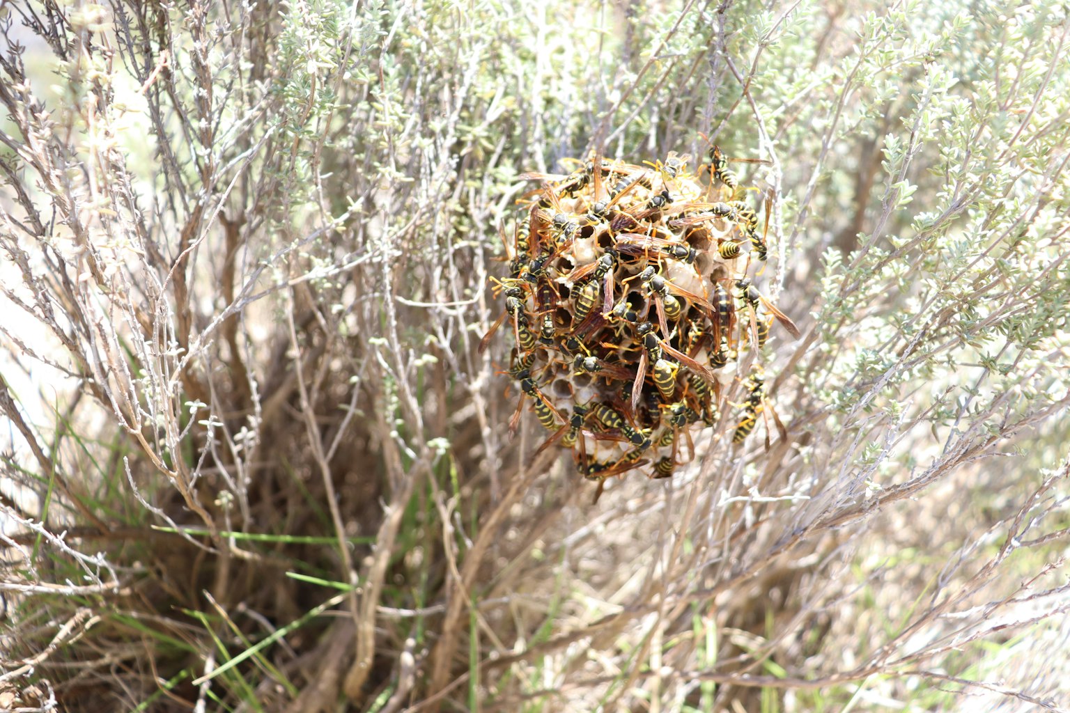 A small nest-like structure visible among dry plants