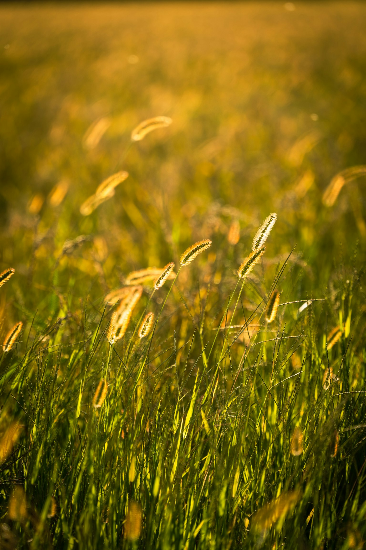 Luce dorata che illumina un campo erboso con erba verde e spighe ondeggianti