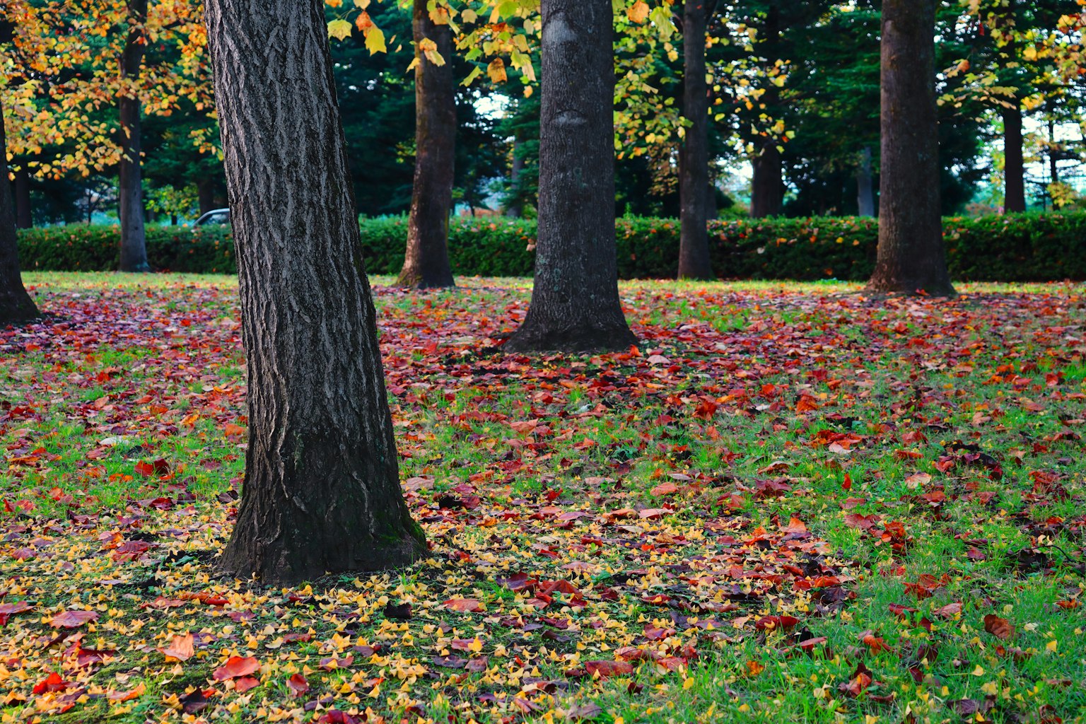 Parklandschaft mit verstreuten Herbstblättern und hohen Bäumen
