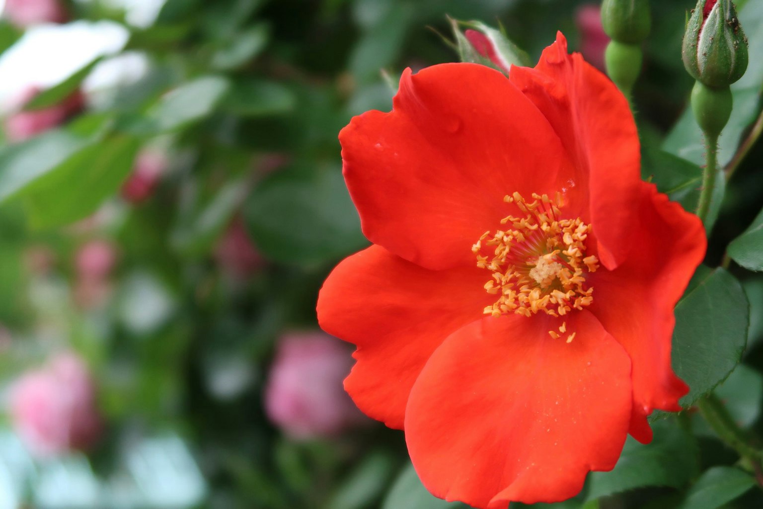 Primo piano di un fiore arancione vivace su una pianta di rosa