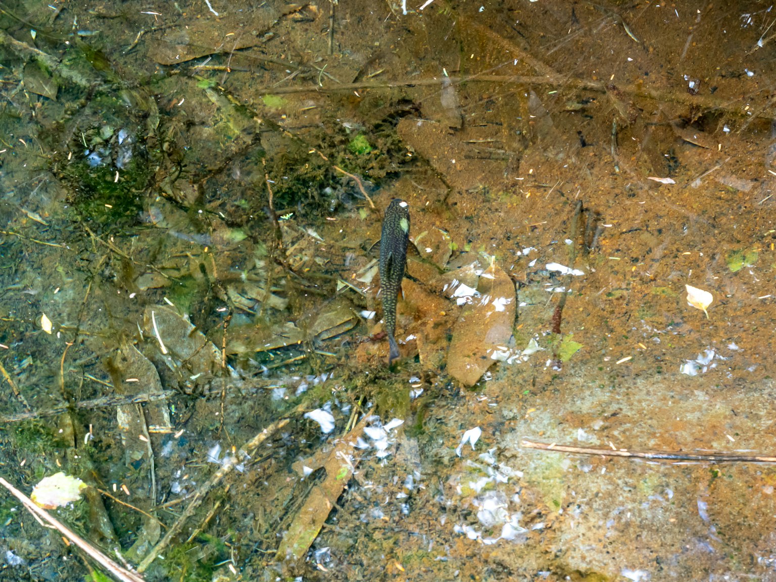 Fish swimming in clear water with natural surroundings