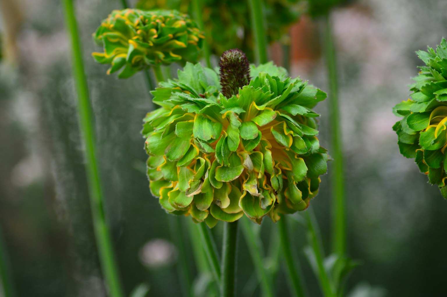 Primo piano di una pianta fiorita verde con fiori arrotondati unici
