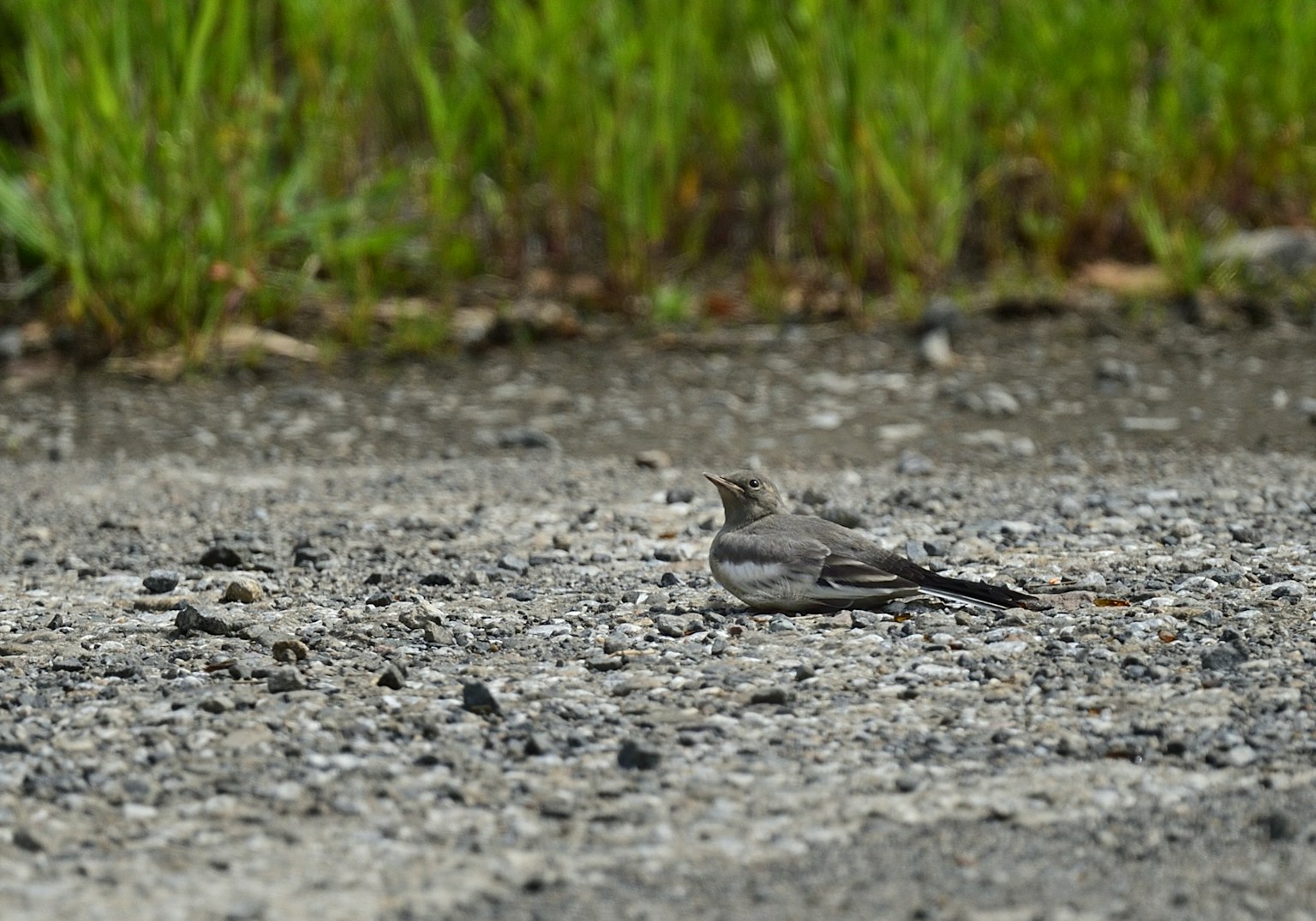 A small bird resting on the ground with green grass in the background