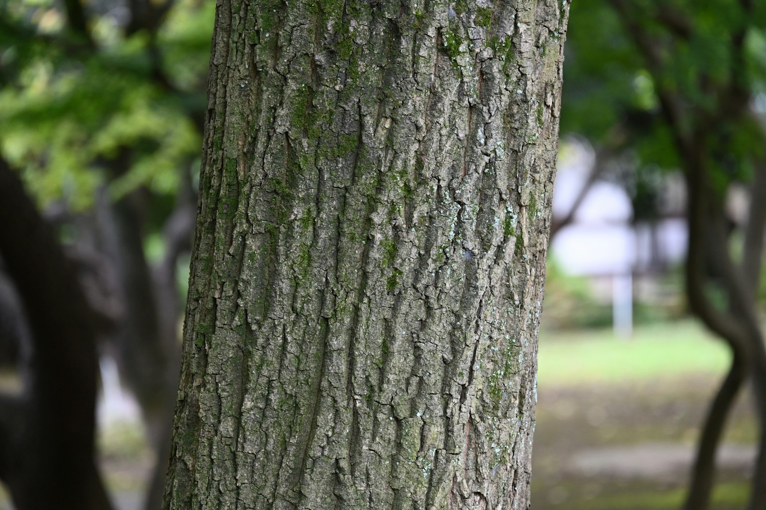 Gros plan sur un tronc d'arbre mettant en valeur la texture et les motifs